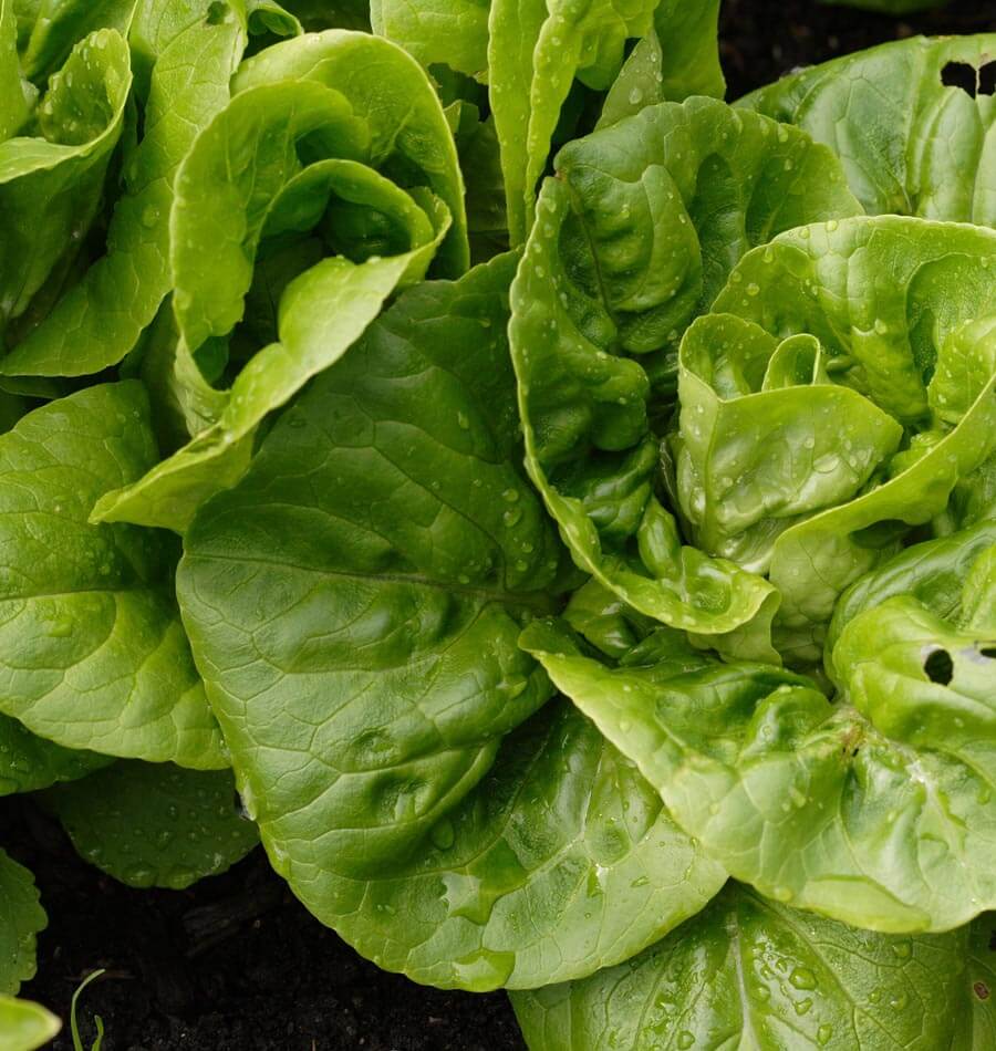 Little Gem Home Gardeners Seed Tape – Easy Sowing for Crisp Romaine Lettuce 2