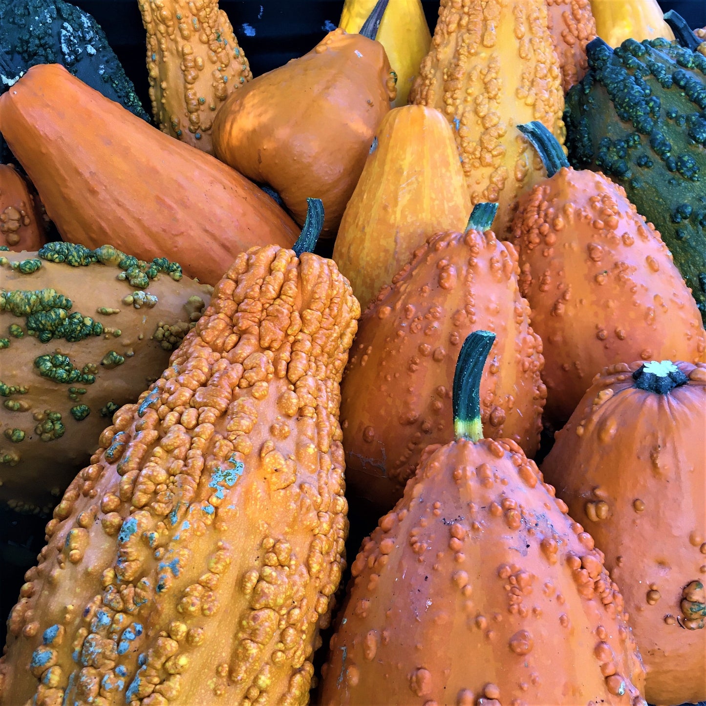 Lively Decorative Gourds – Unique Warty Shapes for Long-Lasting Seasonal Decoration 0