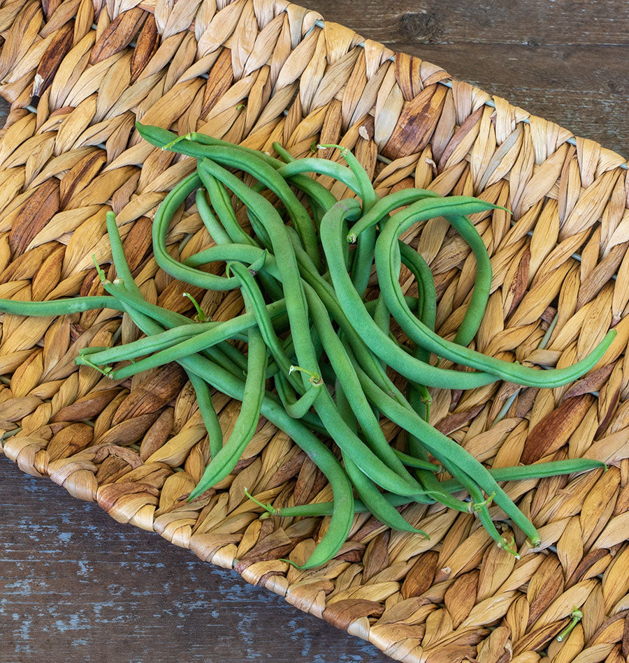 Lively Heirloom Lazy Housewife Beans – Flavorful Stringless Pole Beans for Garden Enthusiasts 1