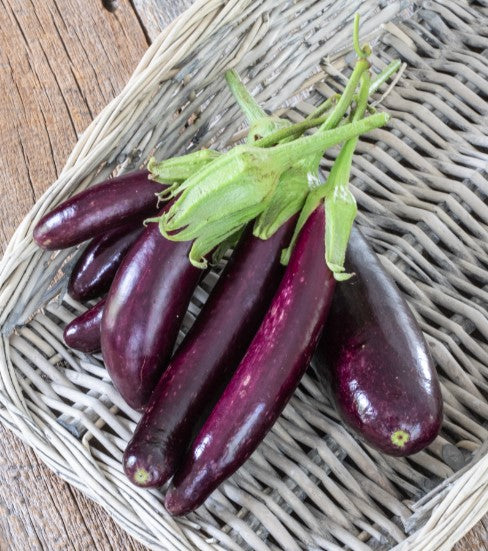 Lively Organic Eggplant – 15cm Versatile Fruit for Year-Round Container Gardening 0