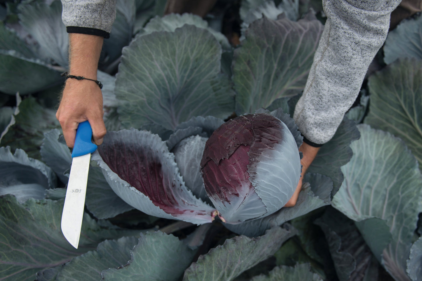 Lodero Red Cabbage Vegetable – Late Season Harvest with Clubroot Resistance 0