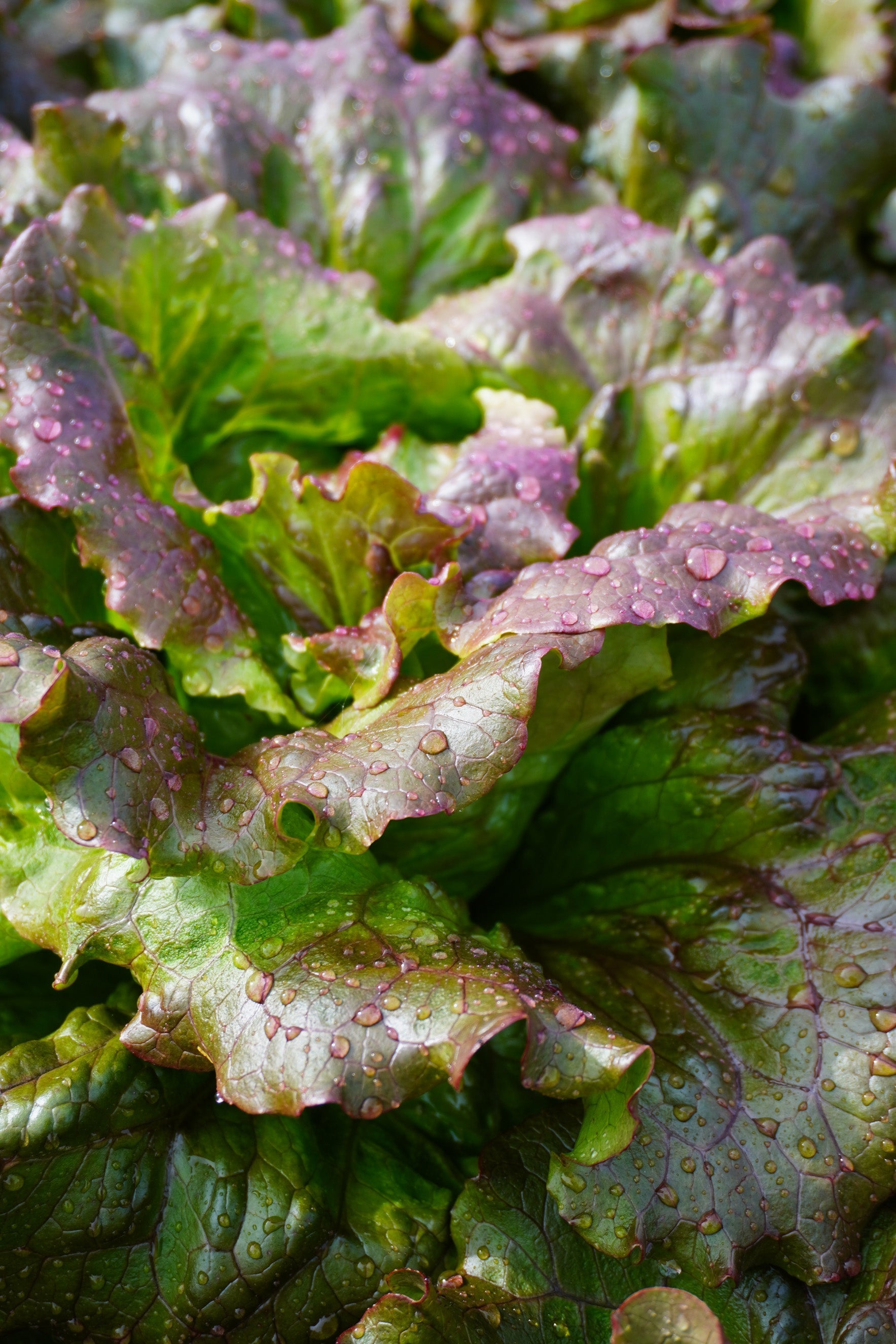 Lovelock Organic Lettuce – Ideal for Home Gardeners – Easy to Grow with High Disease Resistance 0
