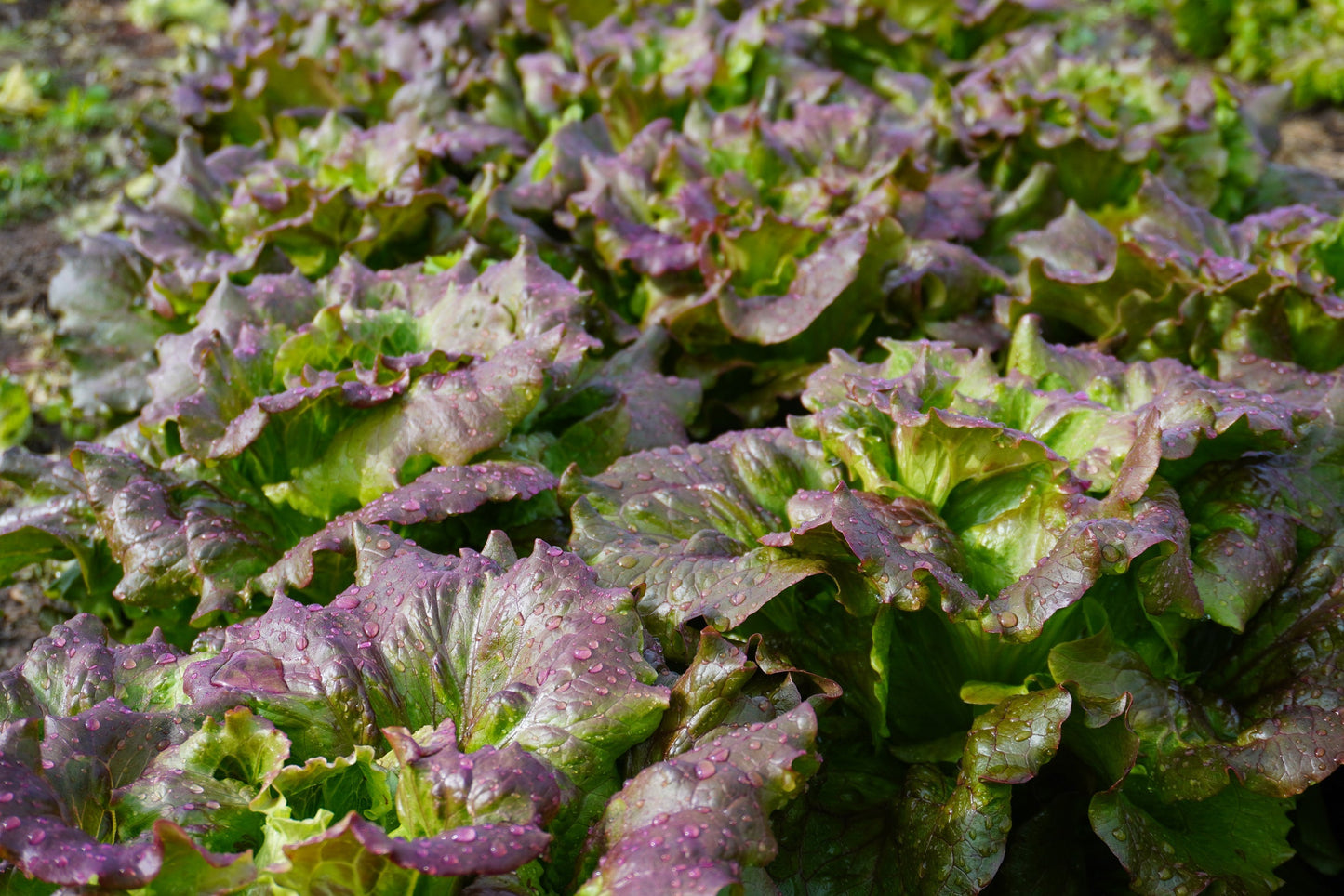 Lovelock Organic Lettuce – Ideal for Home Gardeners – Easy to Grow with High Disease Resistance 1