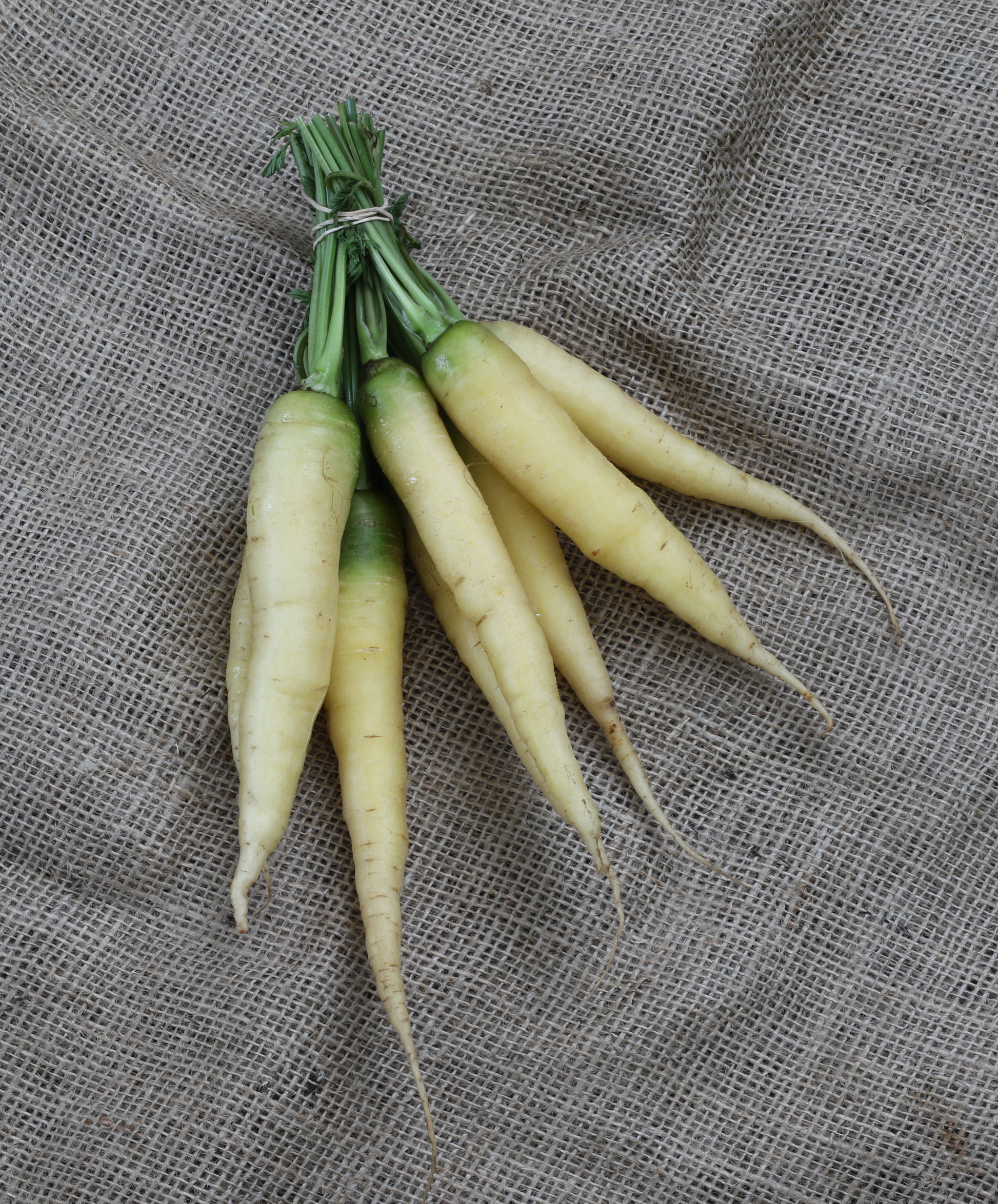 Lunar White Heirloom Carrots – Sweet Crunchy Roots for Delicious Cooking 0