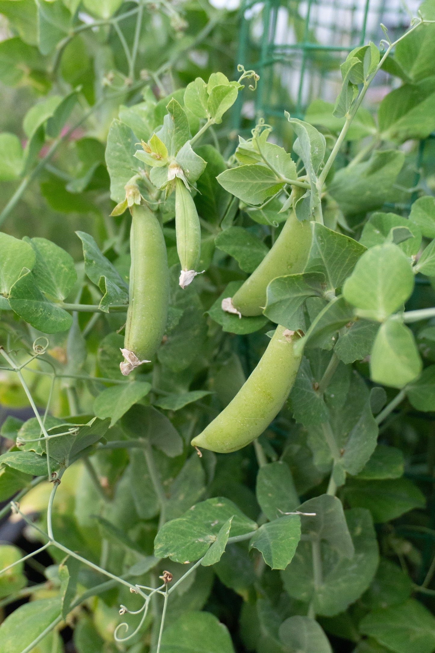 Lush Urban Snappea Crunch Seeds – Compact Sweet Pea Variety For Delicious Balcony Snacking 0