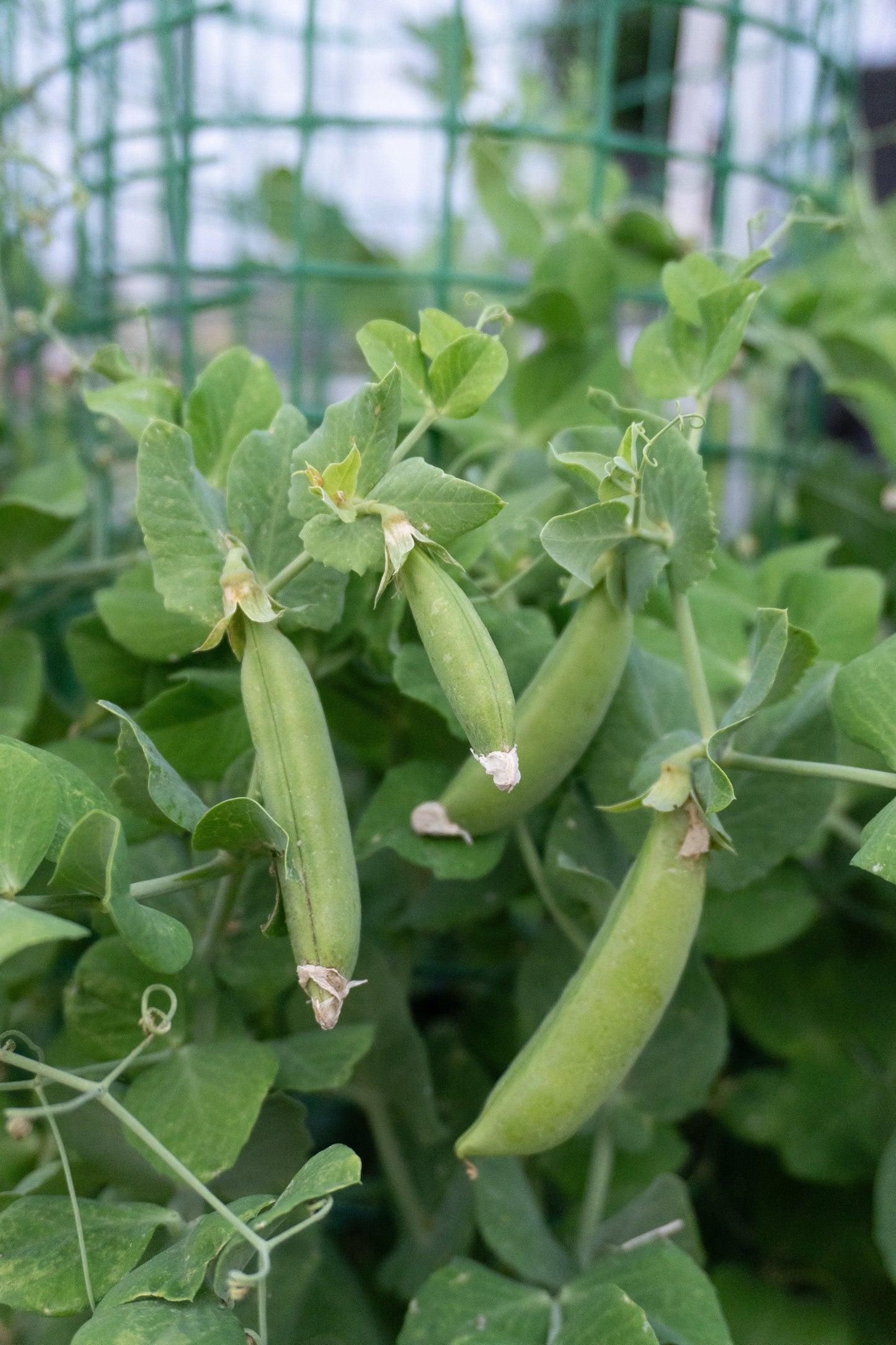 Lush Urban Snappea Crunch Seeds – Compact Sweet Pea Variety For Delicious Balcony Snacking 1