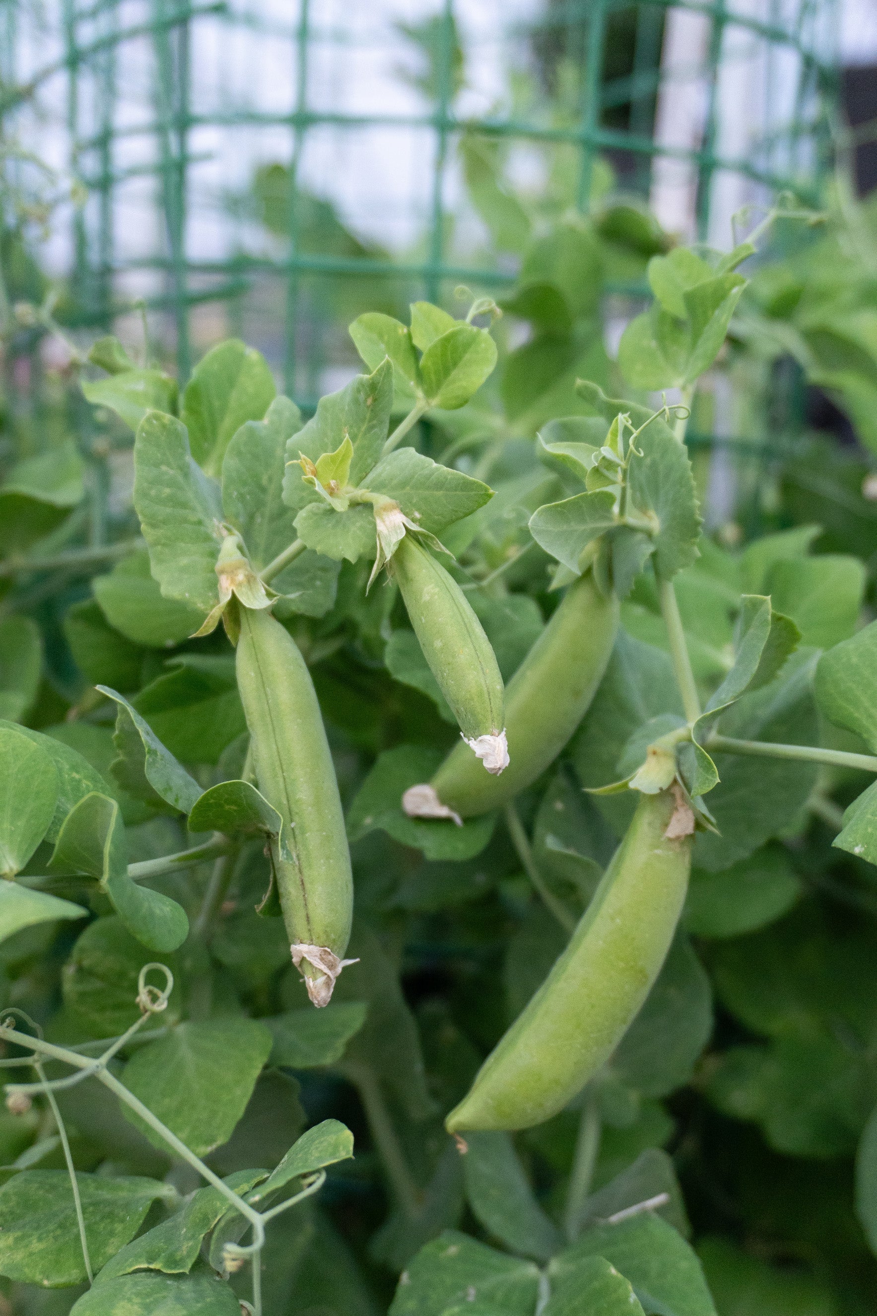 Lush Urban Snappea Crunch Seeds – Compact Sweet Pea Variety For Delicious Balcony Snacking 1