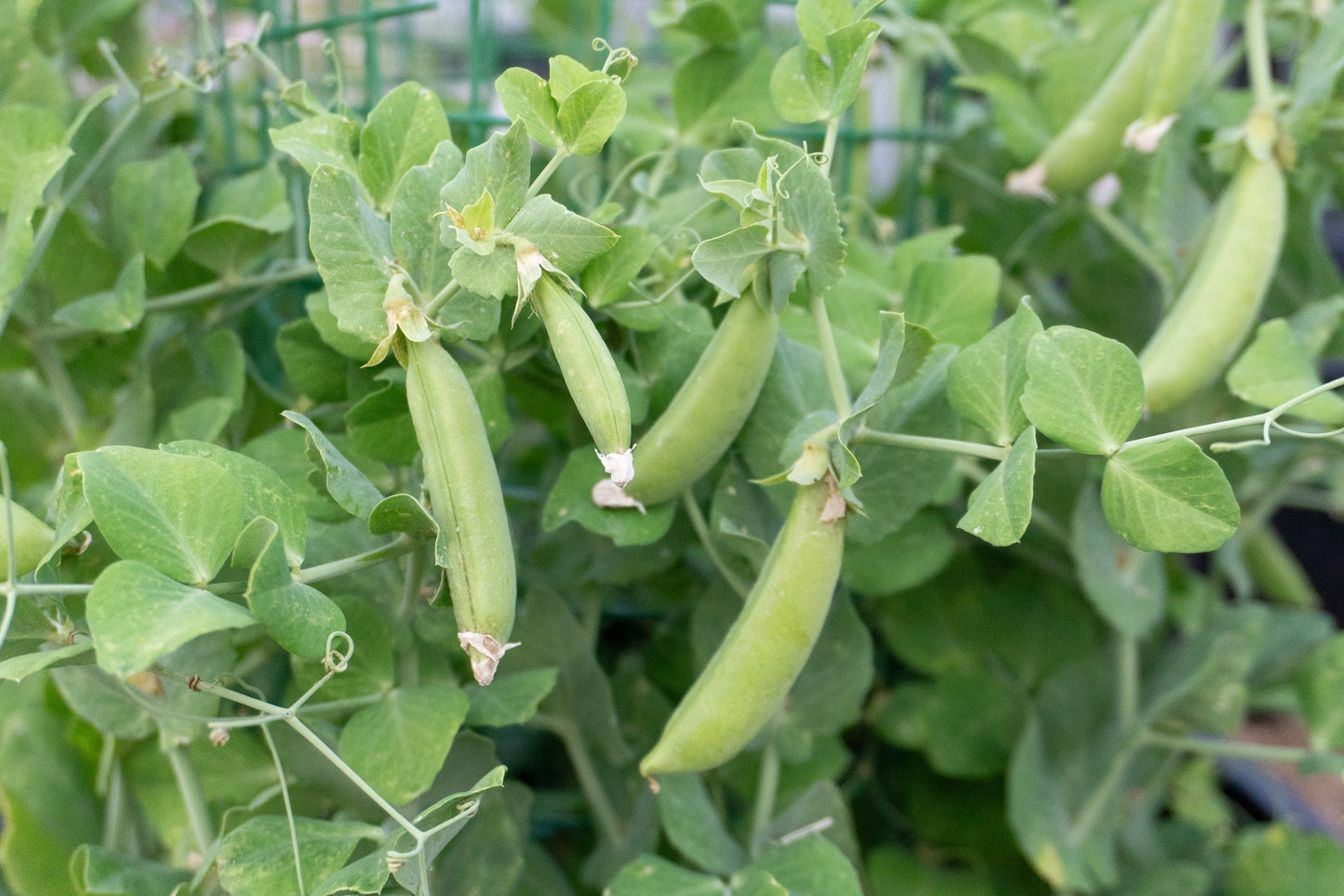 Lush Urban Snappea Crunch Seeds – Compact Sweet Pea Variety For Delicious Balcony Snacking 2