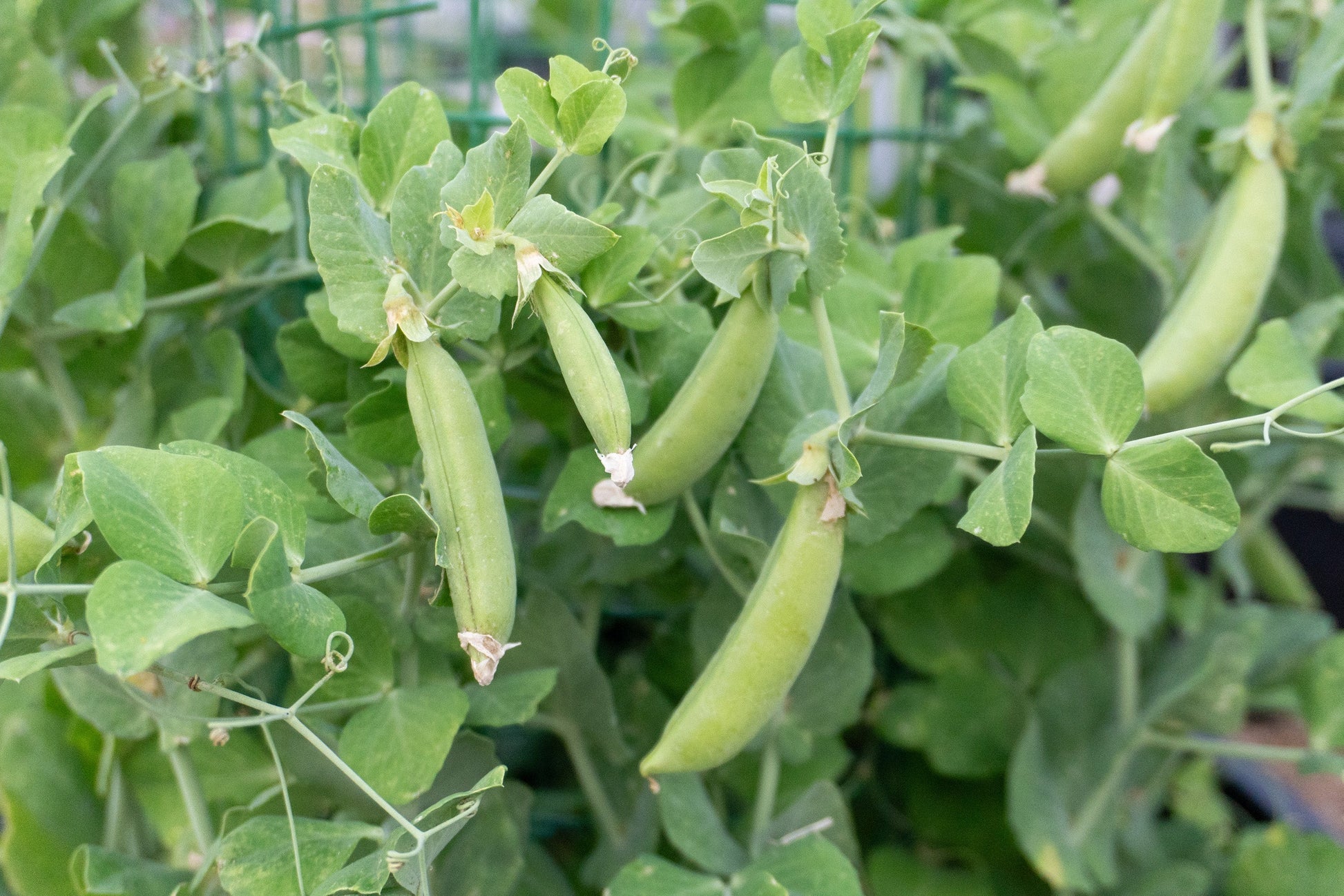 Lush Urban Snappea Crunch Seeds – Compact Sweet Pea Variety For Delicious Balcony Snacking 2