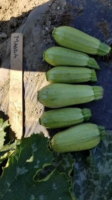 Mango Zucchini Vegetable – Unique Bulbous Shape With Mild Nutty Flavor For Creative Culinary Uses 0