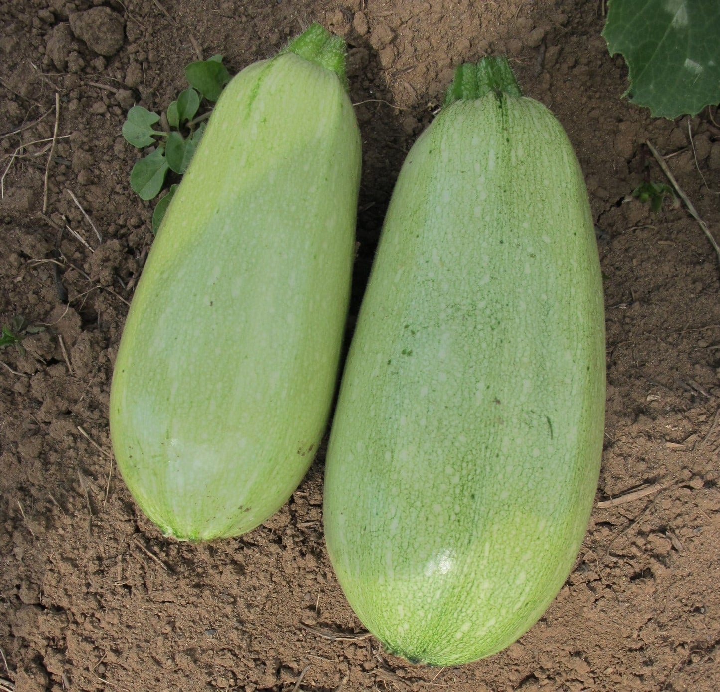 Mango Zucchini Vegetable – Unique Bulbous Shape With Mild Nutty Flavor For Creative Culinary Uses 1