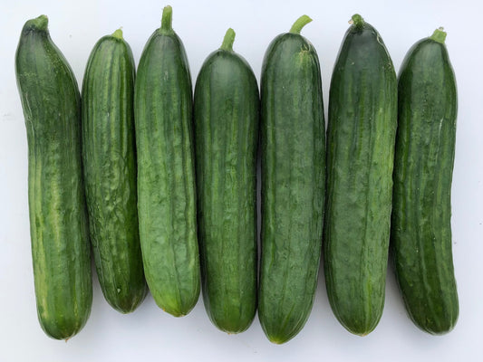Manny Beit Alpha Cucumber Seeds – High-Quality Parthenocarpic Variety for Indoor and Outdoor Growing 0