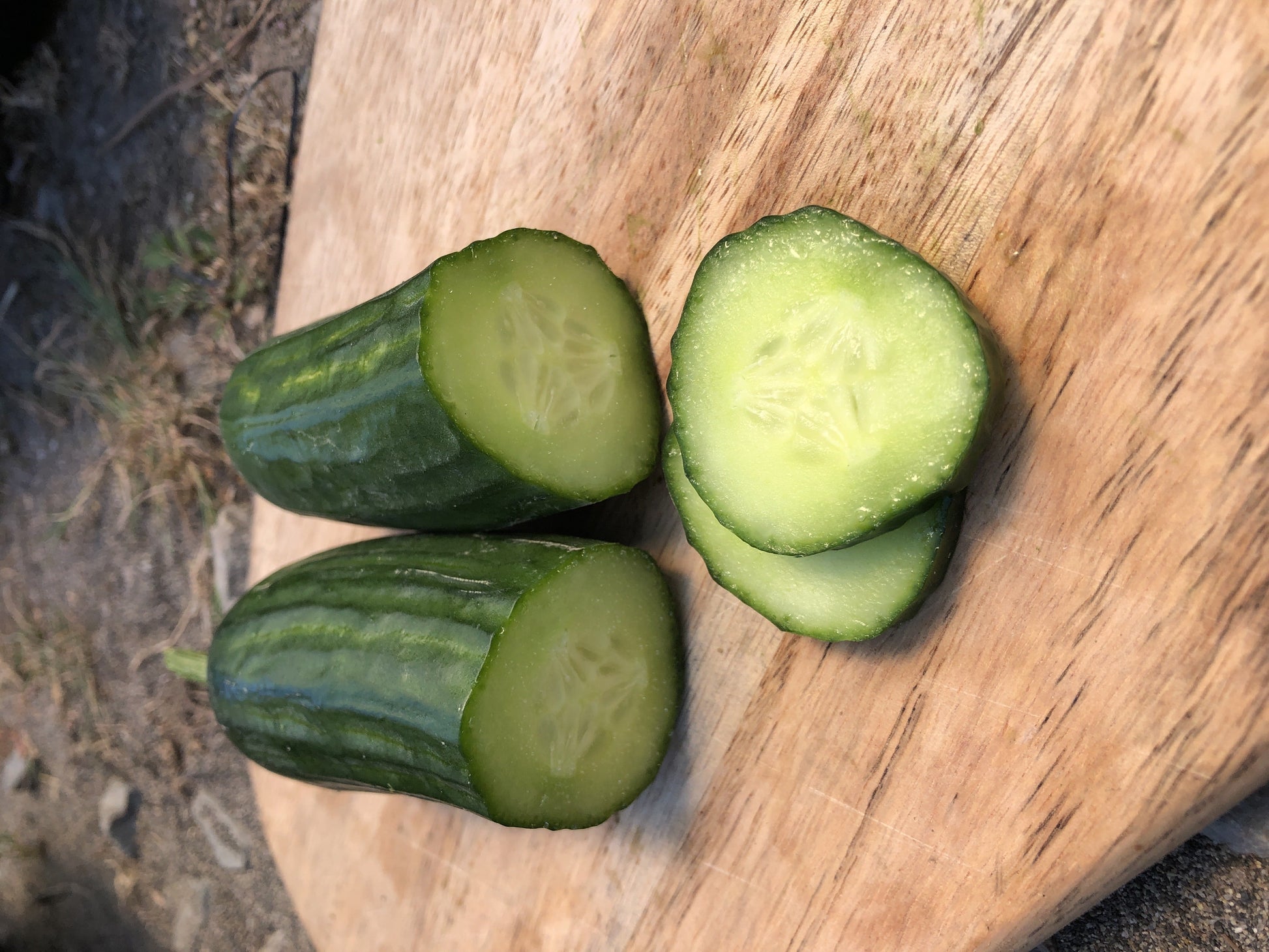Manny Beit Alpha Cucumber Seeds – High-Quality Parthenocarpic Variety for Indoor and Outdoor Growing 1