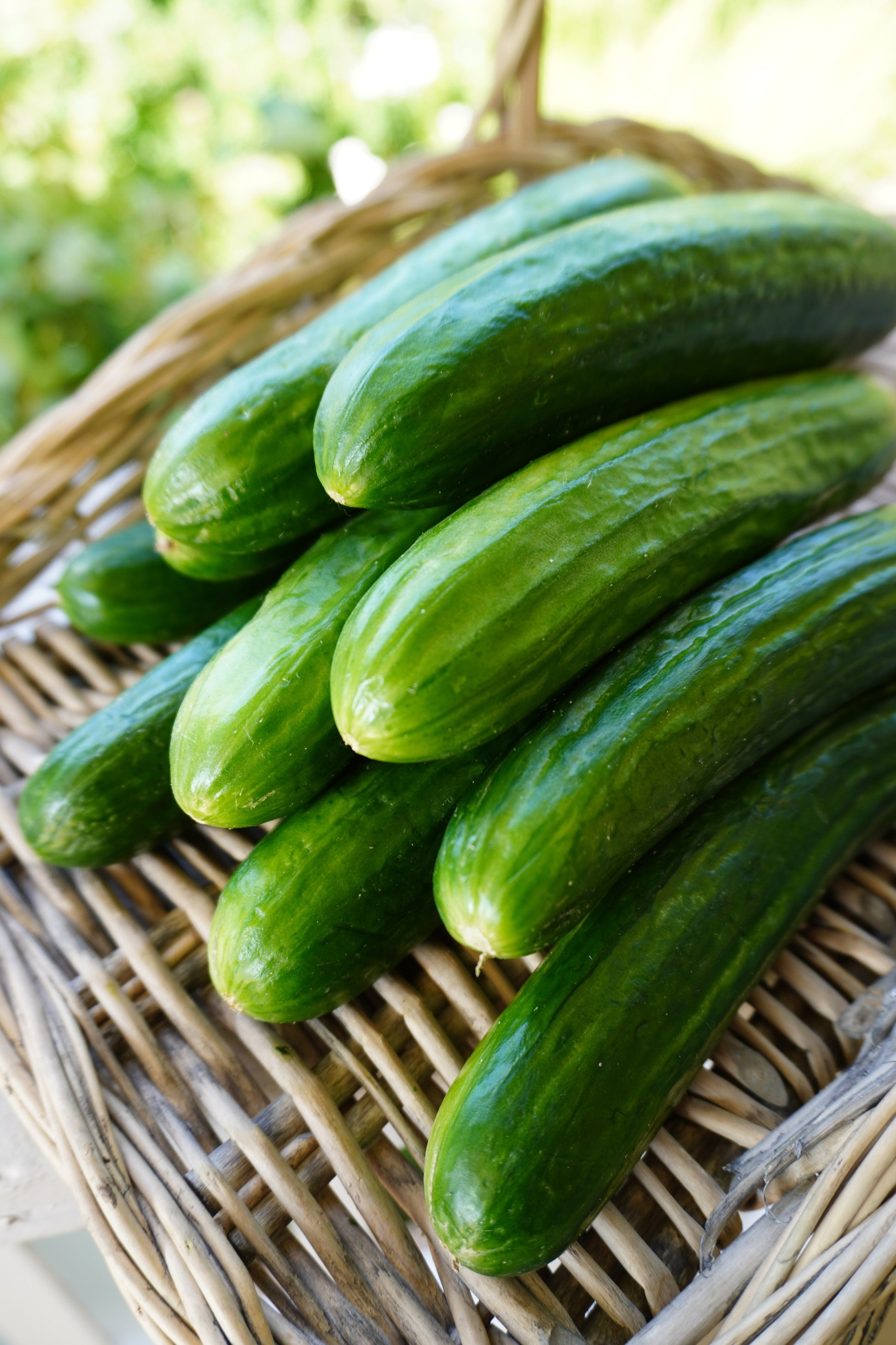 Manny Beit Alpha Cucumber Seeds – High-Quality Parthenocarpic Variety for Indoor and Outdoor Growing 3