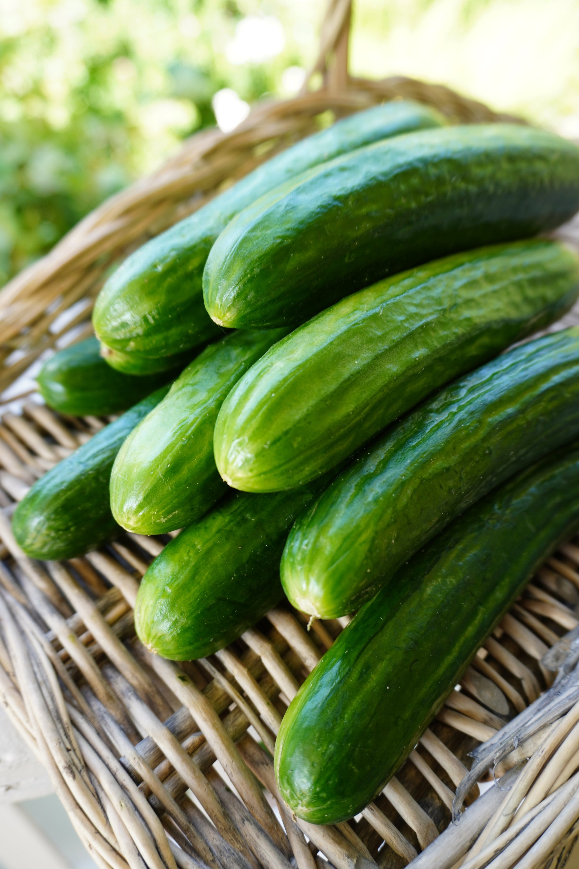 Manny Organic Cucumber Seeds – High Yield Parthenocarpic Variety for Home Gardens 0