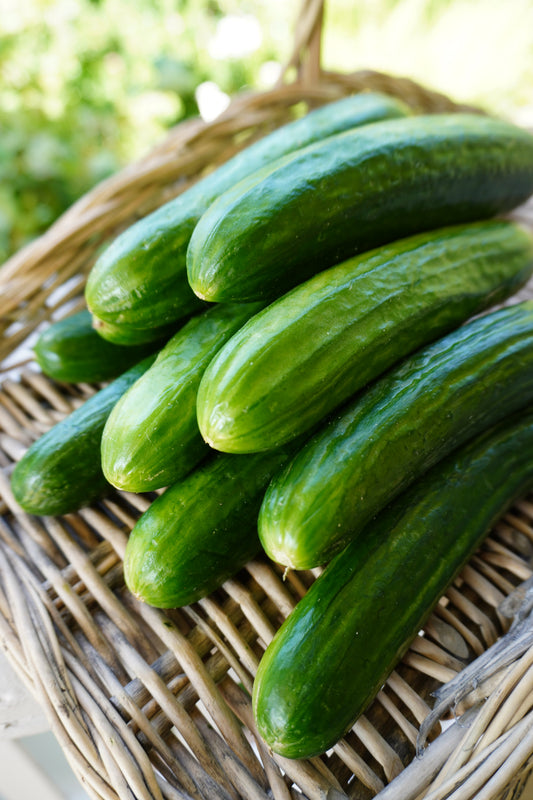 Manny Organic Cucumber Seeds – High Yield Parthenocarpic Variety for Home Gardens 0