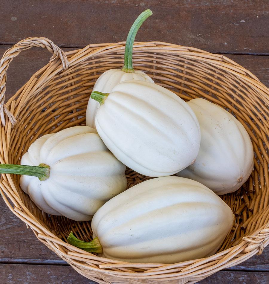 Mellow White Acorn Squash – Ideal for Healthy Cooking Alternatives 1