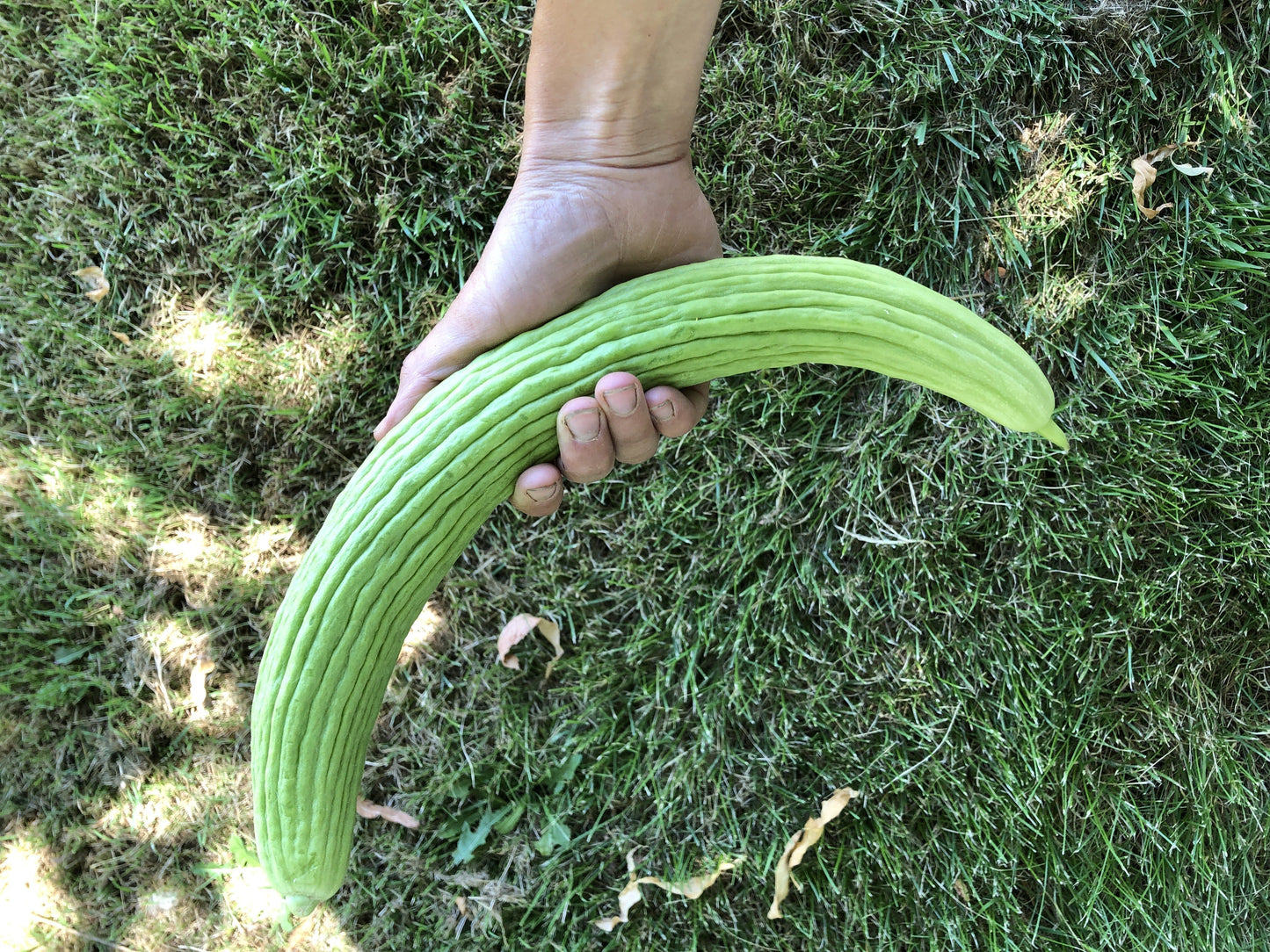 Melo Fresh Armenian Cucumber – Unique Long Slender Shape With Refreshing Flavor 0