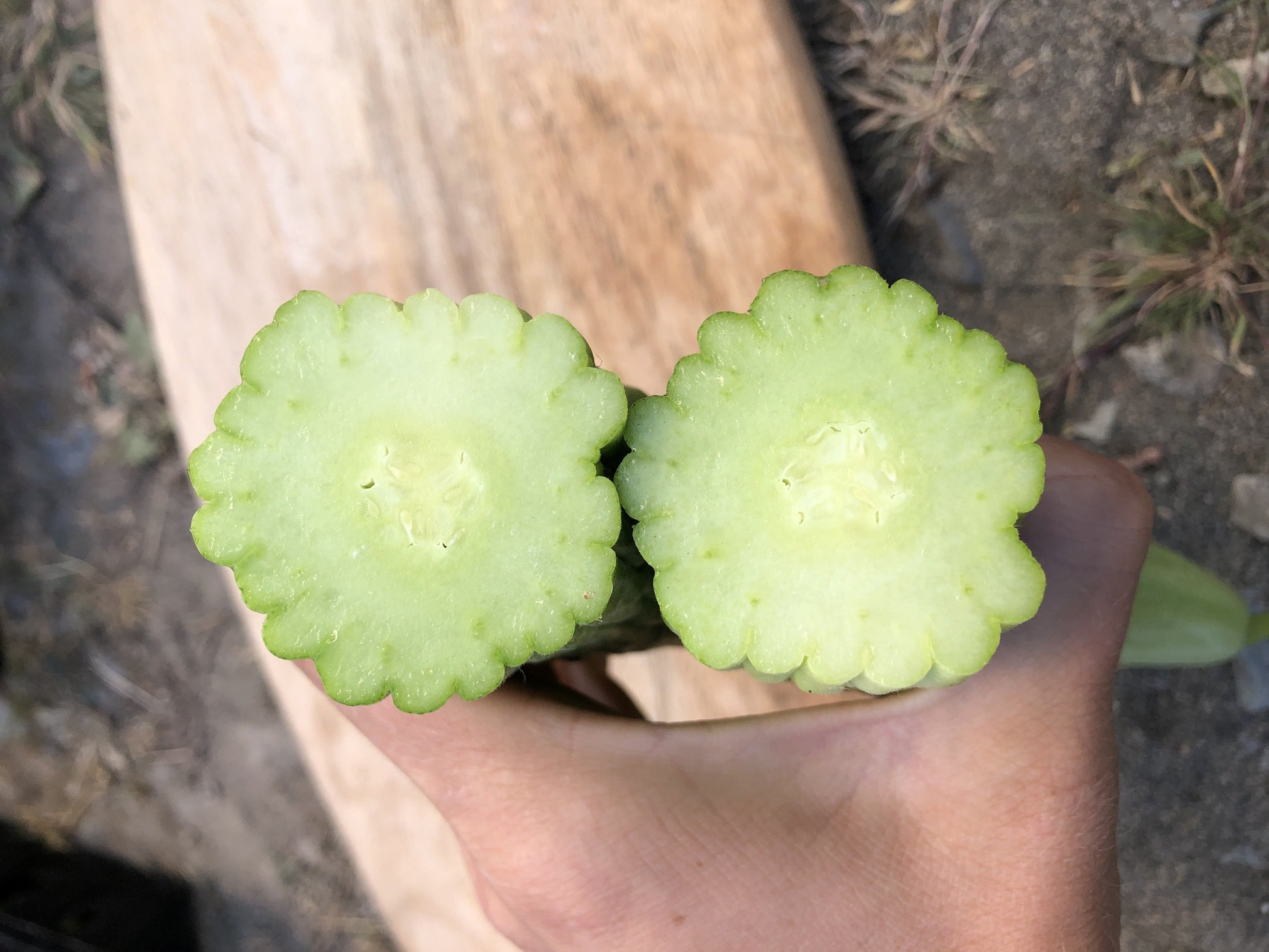Melo Fresh Armenian Cucumber – Unique Long Slender Shape With Refreshing Flavor 1