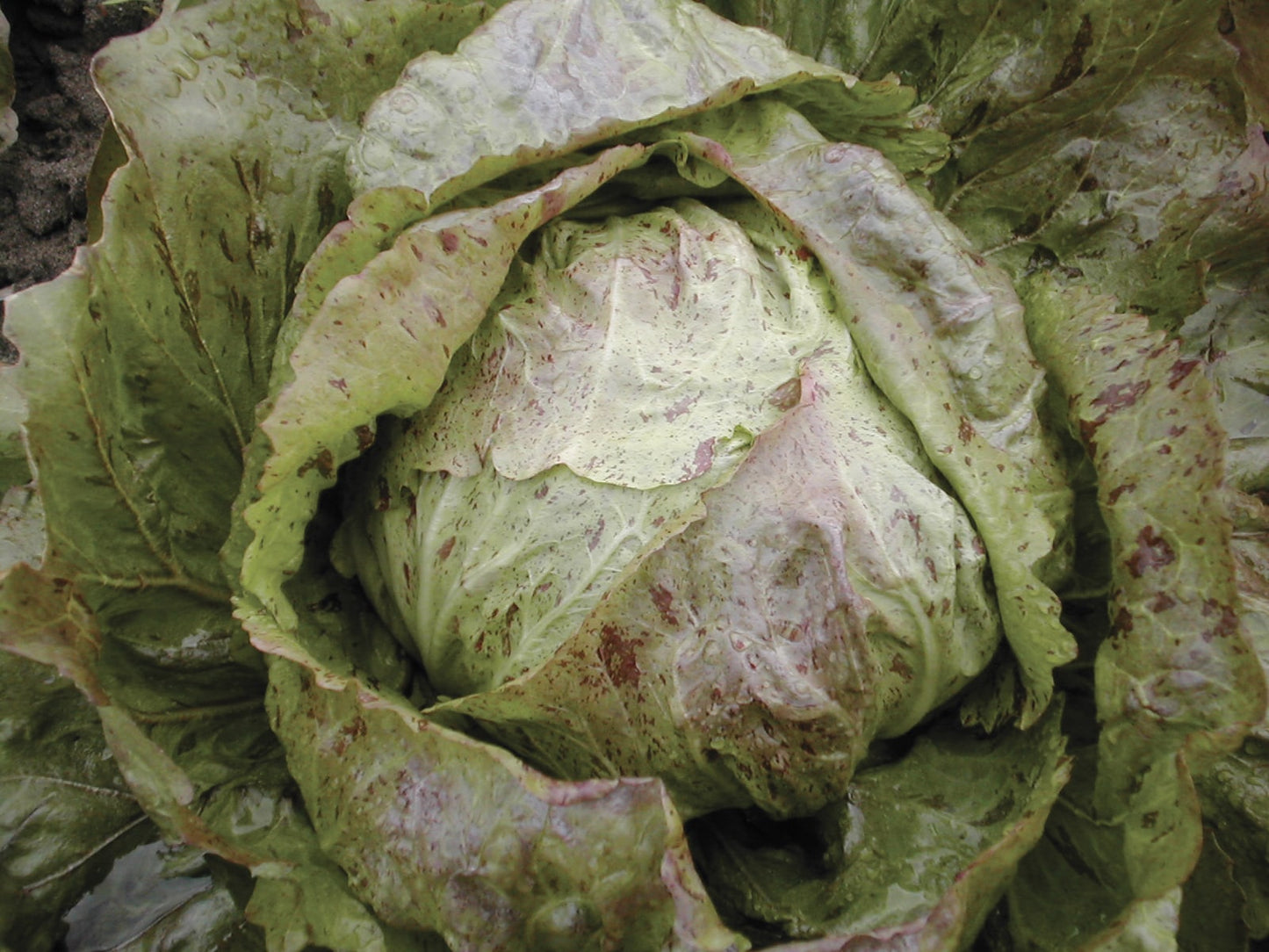 Mighty Gardeners Vegetable Seeds – Variegated Radicchio Heads for Flavorful Spring and Fall Salads 0