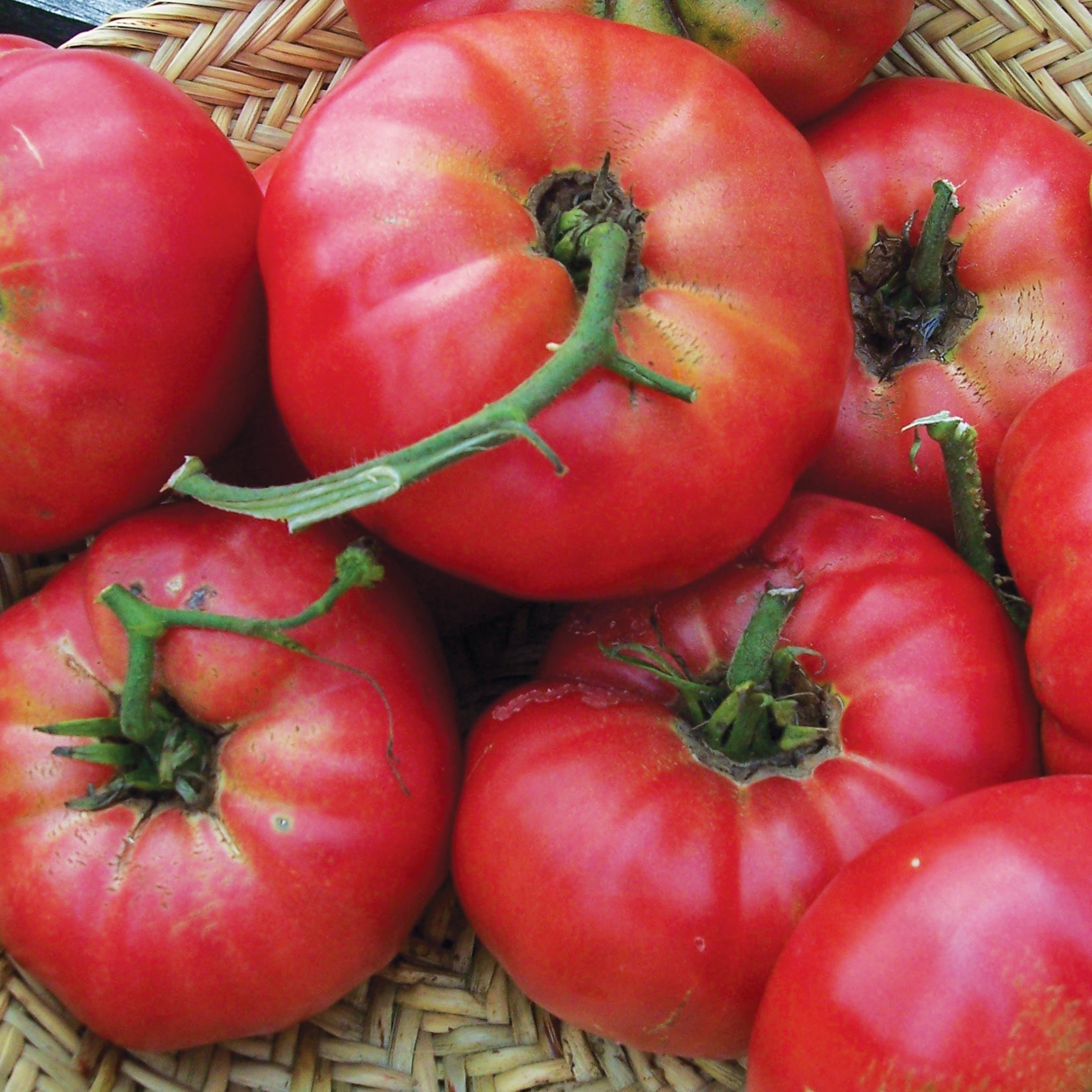 Mighty Heirloom Tomato Seeds – Organic Beefsteak Variety with Exceptional Flavor for Home Gardeners 1