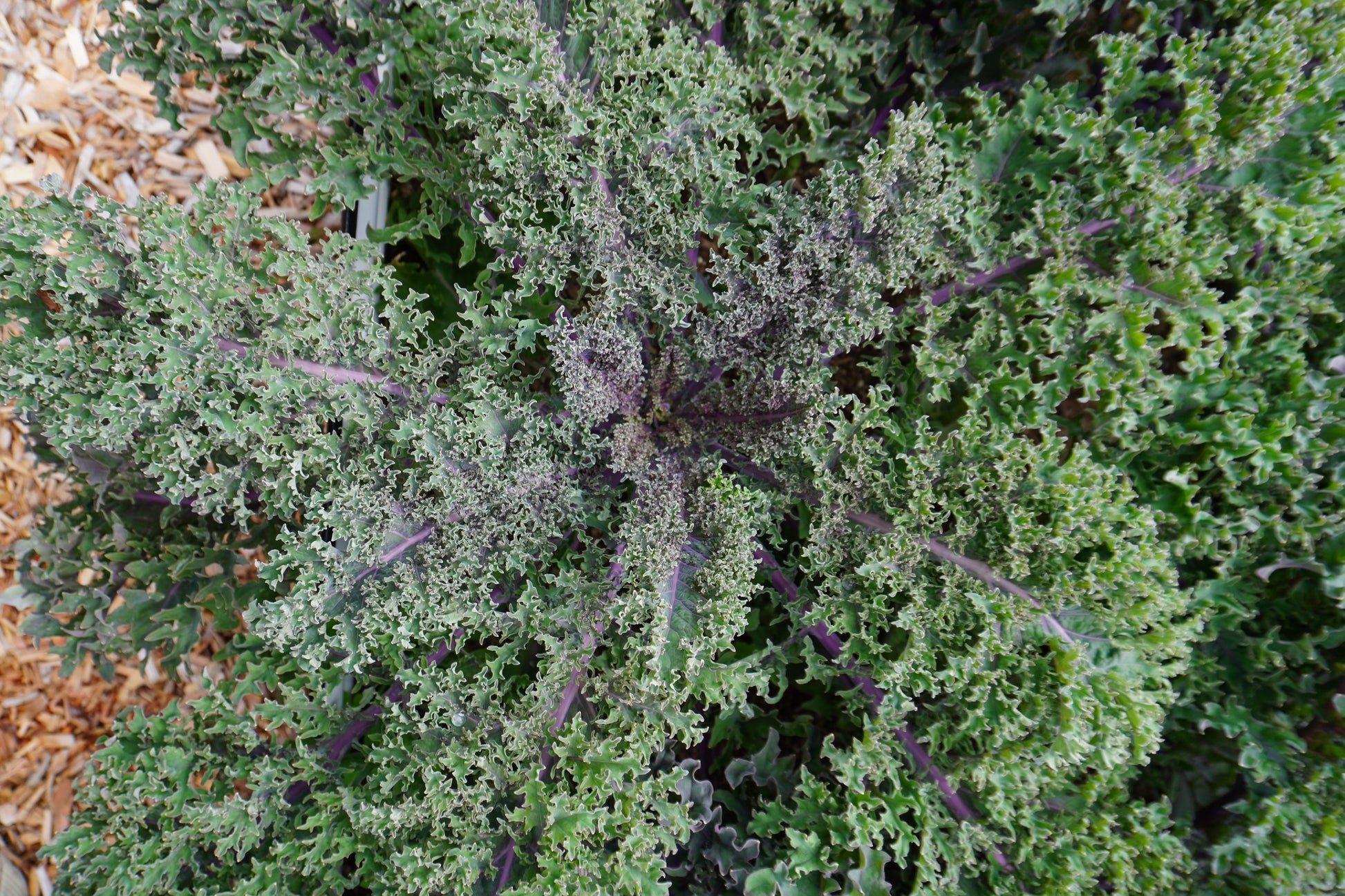 Mighty Kale Medusa – Vibrant Green Leaves with Purple Stems for Garden Enthusiasts 0