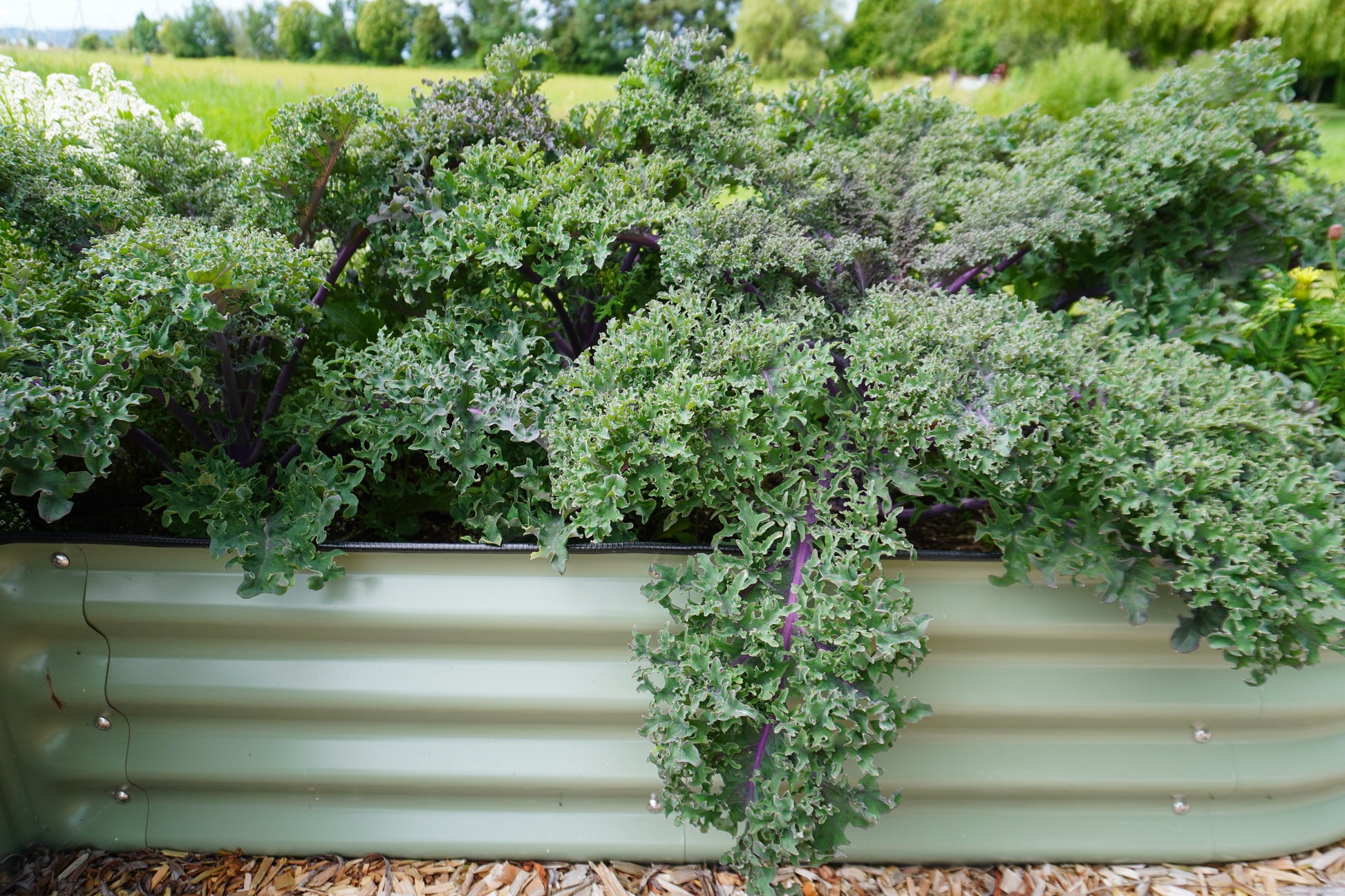 Mighty Kale Medusa – Vibrant Green Leaves with Purple Stems for Garden Enthusiasts 1