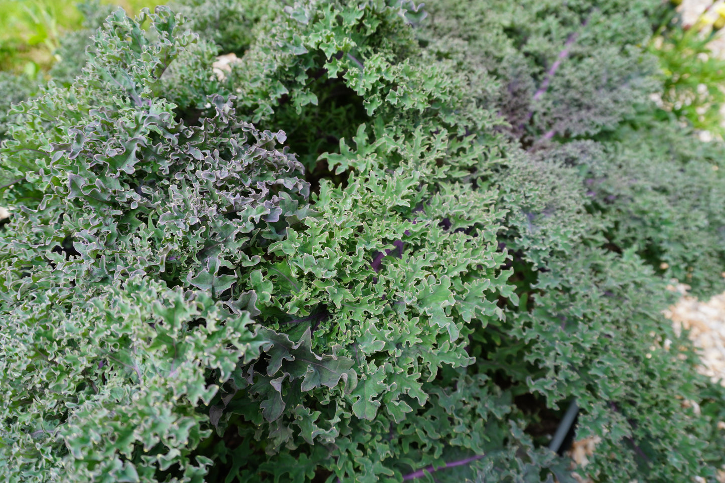 Mighty Kale Medusa – Vibrant Green Leaves with Purple Stems for Garden Enthusiasts 2