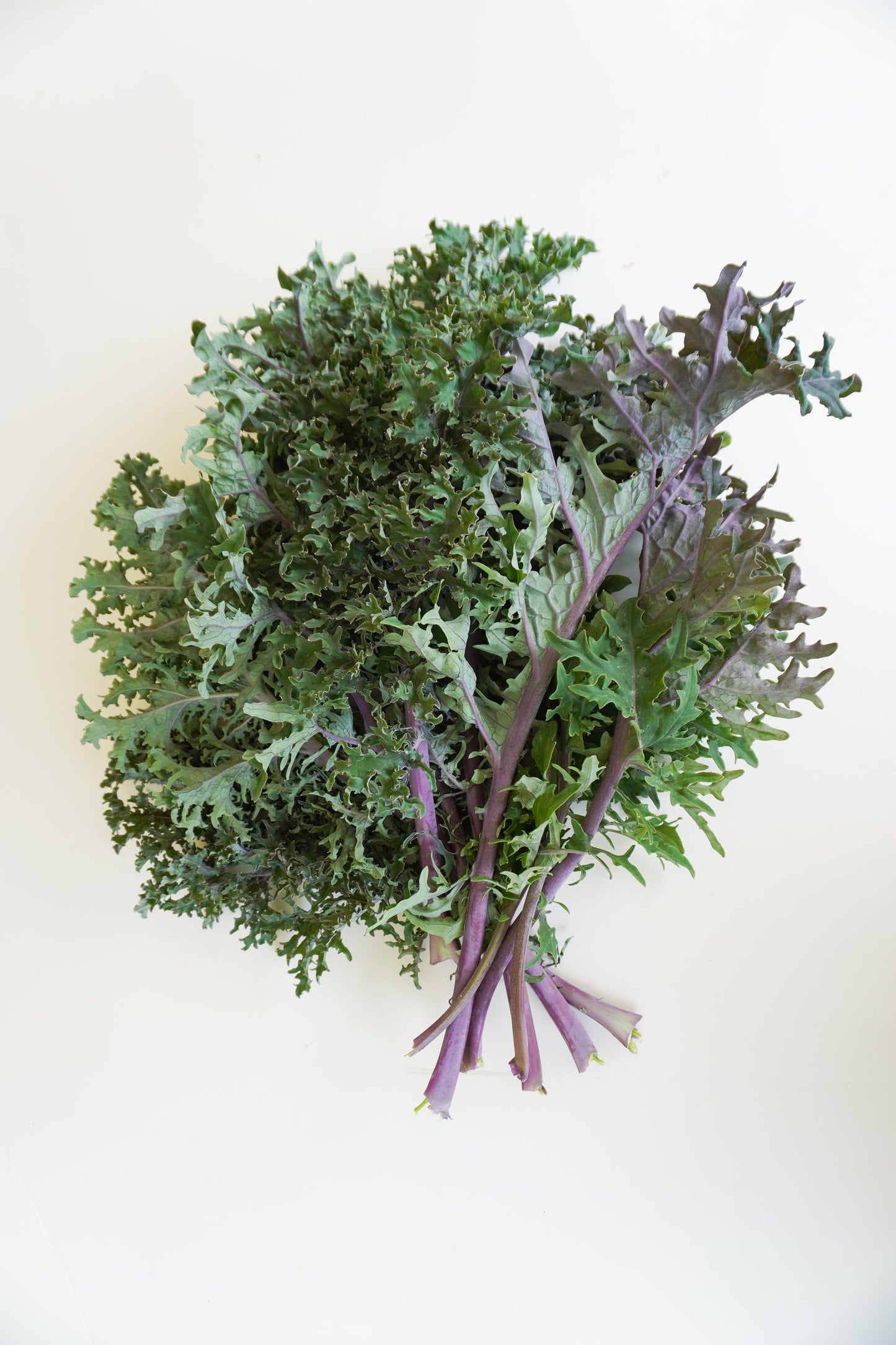 Mighty Kale Medusa – Vibrant Green Leaves with Purple Stems for Garden Enthusiasts 3