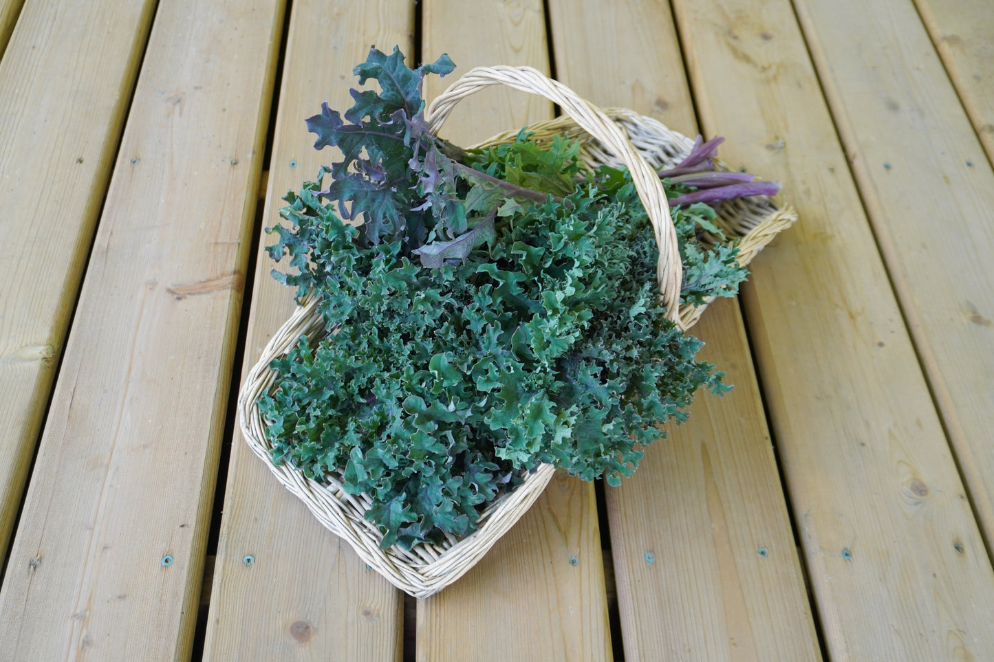 Mighty Kale Medusa – Vibrant Green Leaves with Purple Stems for Garden Enthusiasts 4