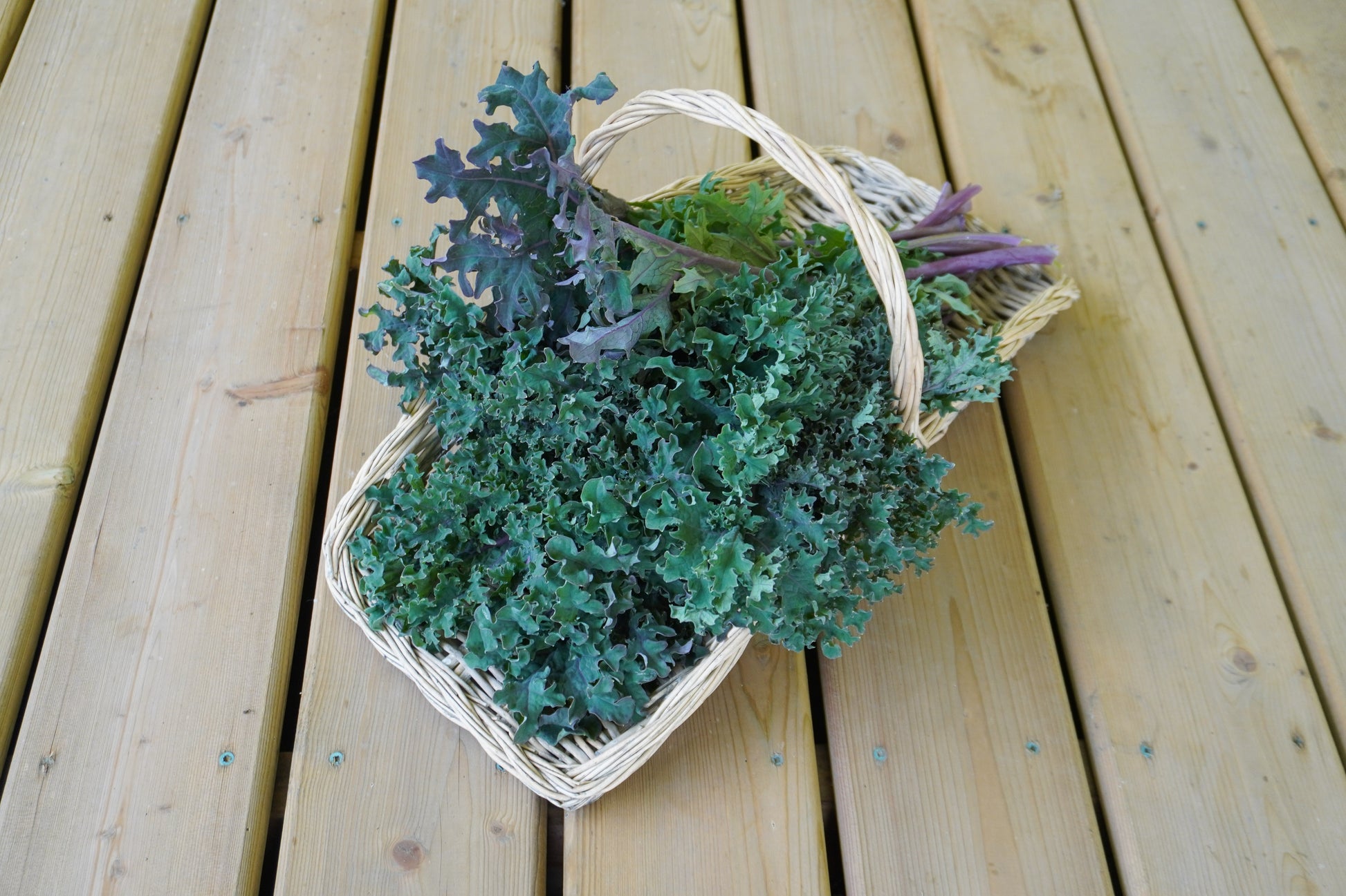 Mighty Kale Medusa – Vibrant Green Leaves with Purple Stems for Garden Enthusiasts 4