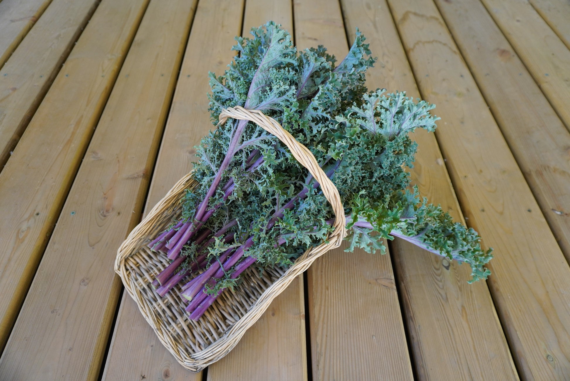 Mighty Kale Medusa – Vibrant Green Leaves with Purple Stems for Garden Enthusiasts 5