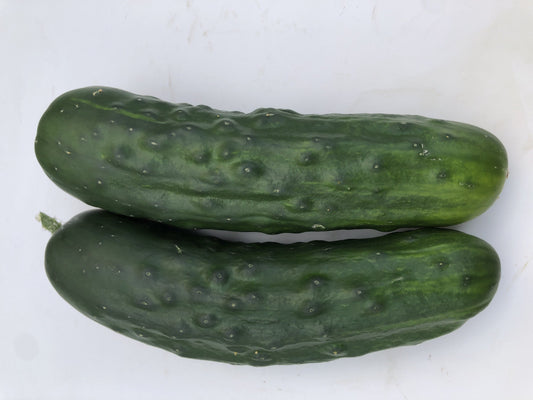 Mighty Marketmore 76 Organic Cucumber – Deliciously Productive Slicing Variety 0