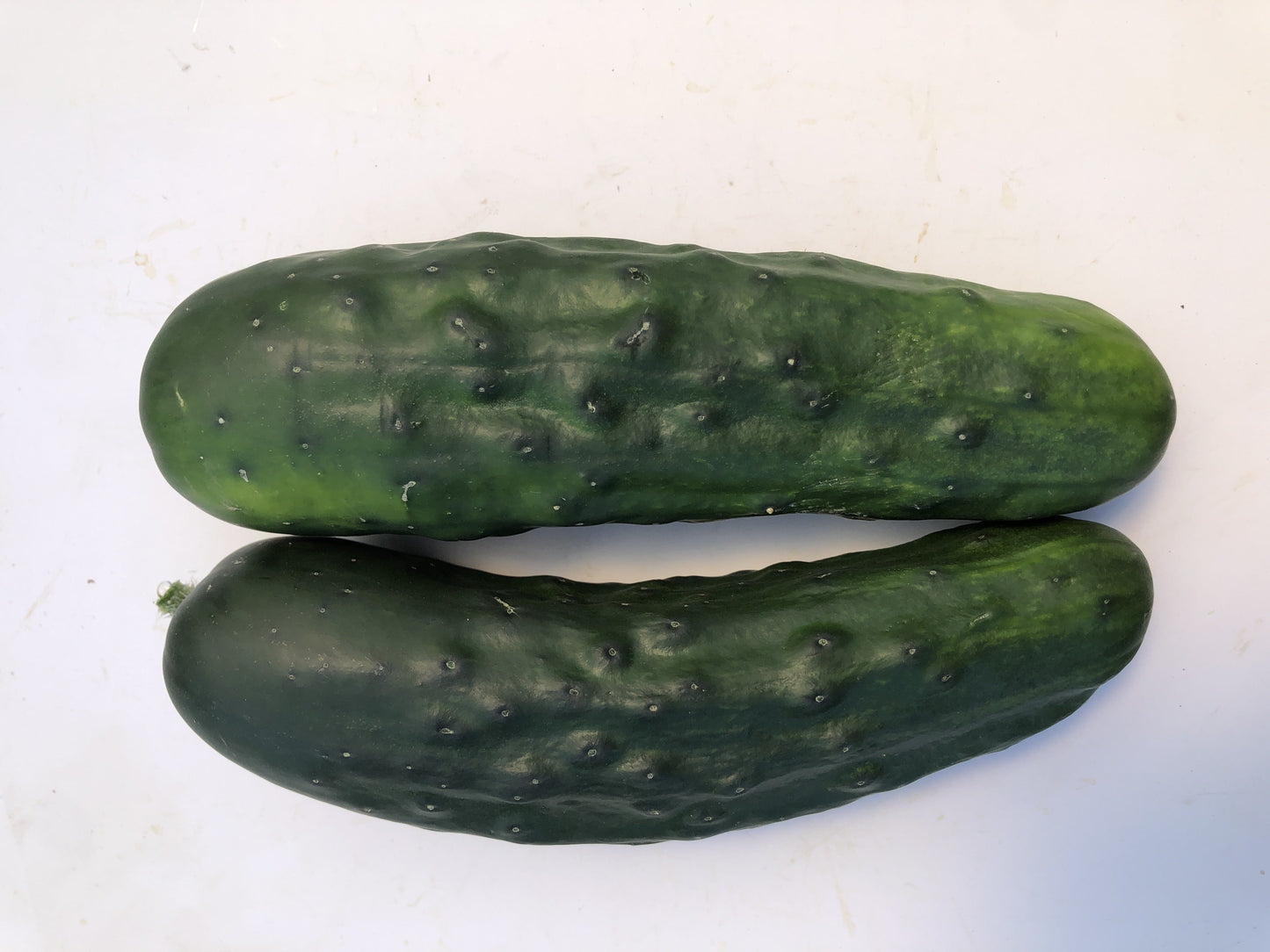 Mighty Marketmore 76 Organic Cucumber – Deliciously Productive Slicing Variety 1