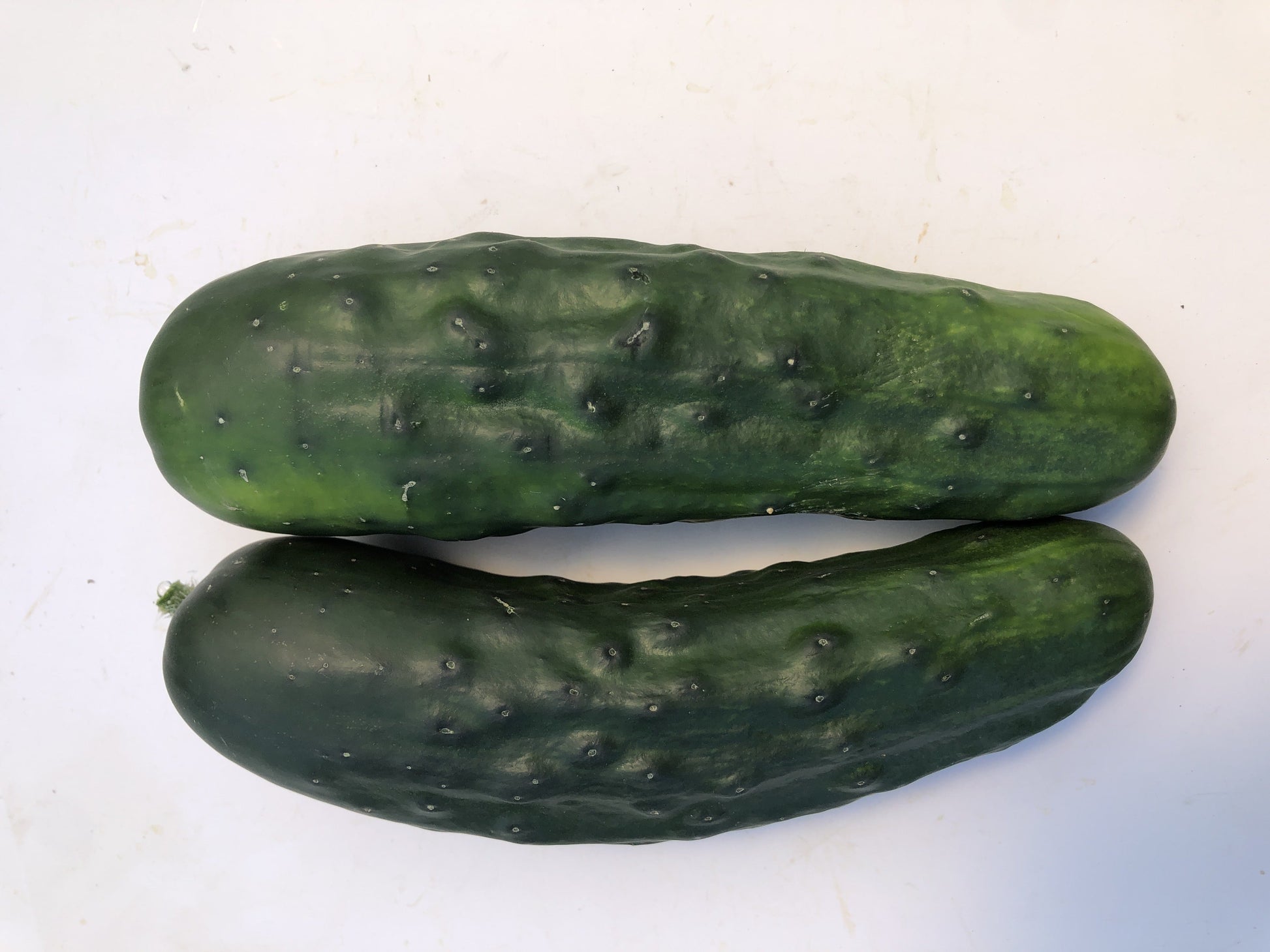 Mighty Marketmore 76 Organic Cucumber – Deliciously Productive Slicing Variety 1