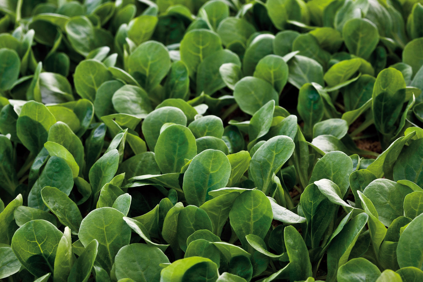 Mighty Match All-Season Corn Salad – Easy Harvest for Fresh Salads 0