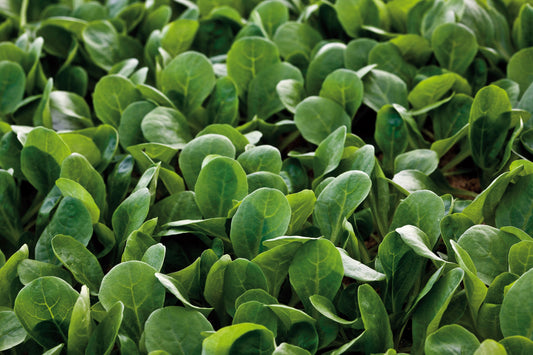 Mighty Match All-Season Corn Salad – Easy Harvest for Fresh Salads 0