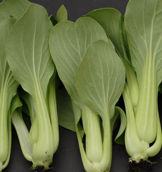 Mighty Mei Qing Choi Vegetable Seeds – Tender, Sweet, Crunchy Harvests 0