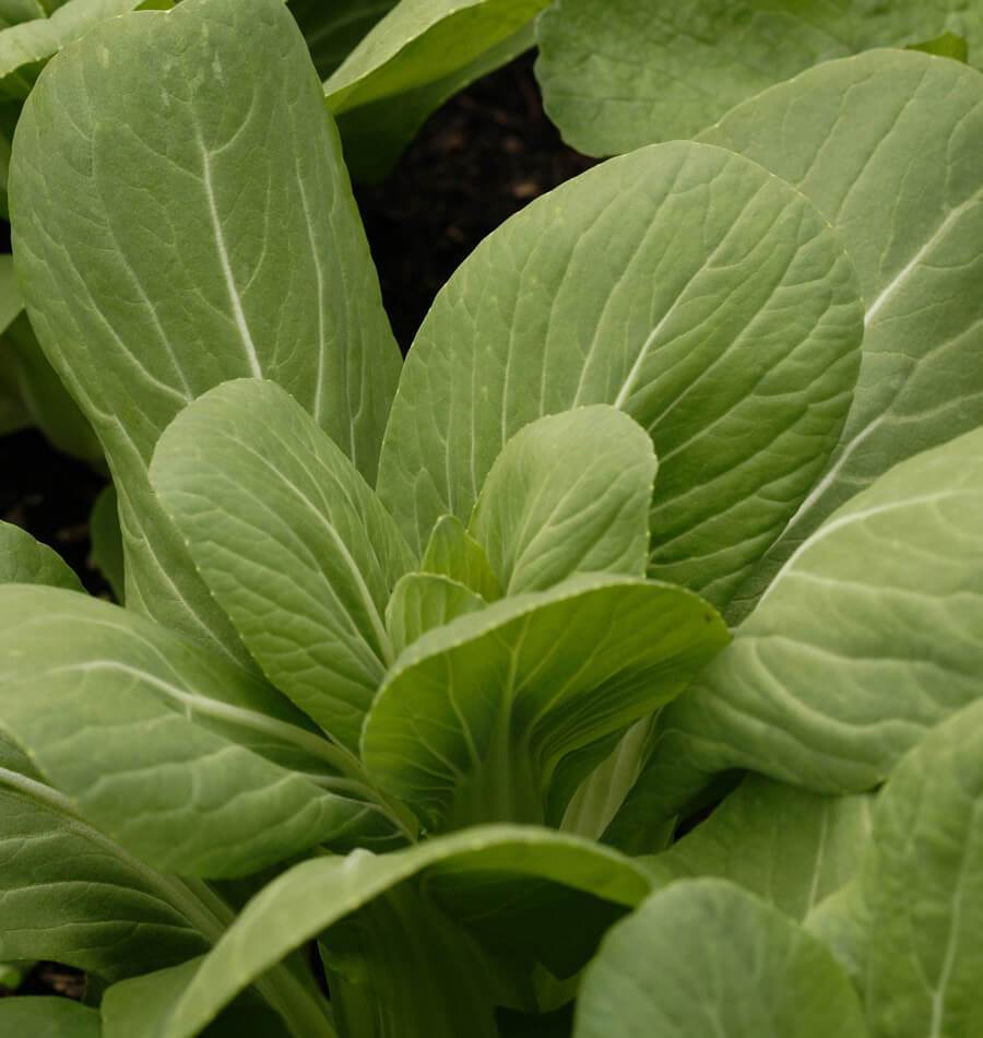 Mighty Mei Qing Choi Vegetable Seeds – Tender, Sweet, Crunchy Harvests 1