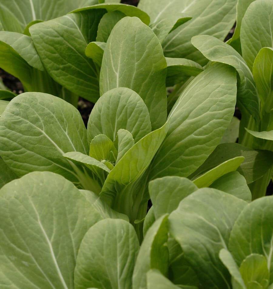 Mighty Mei Qing Choi Vegetable Seeds – Tender, Sweet, Crunchy Harvests 2
