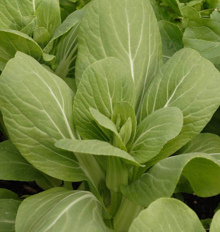 Mighty Mei Qing Choi Vegetable Seeds – Tender, Sweet, Crunchy Harvests 3