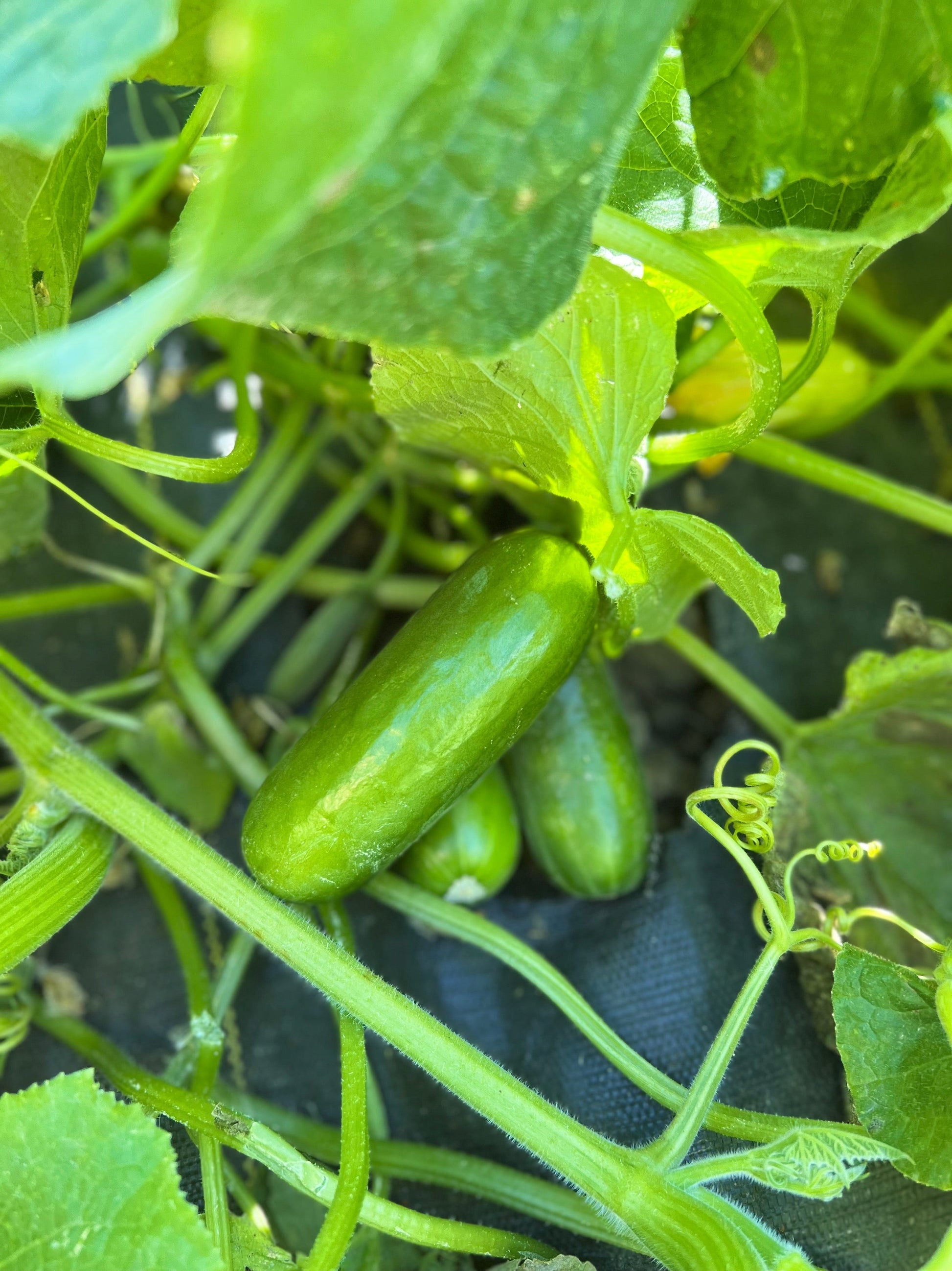 Mighty Mini-Me Organic Cucumbers – Ideal Snack for Health-Conscious Families 1