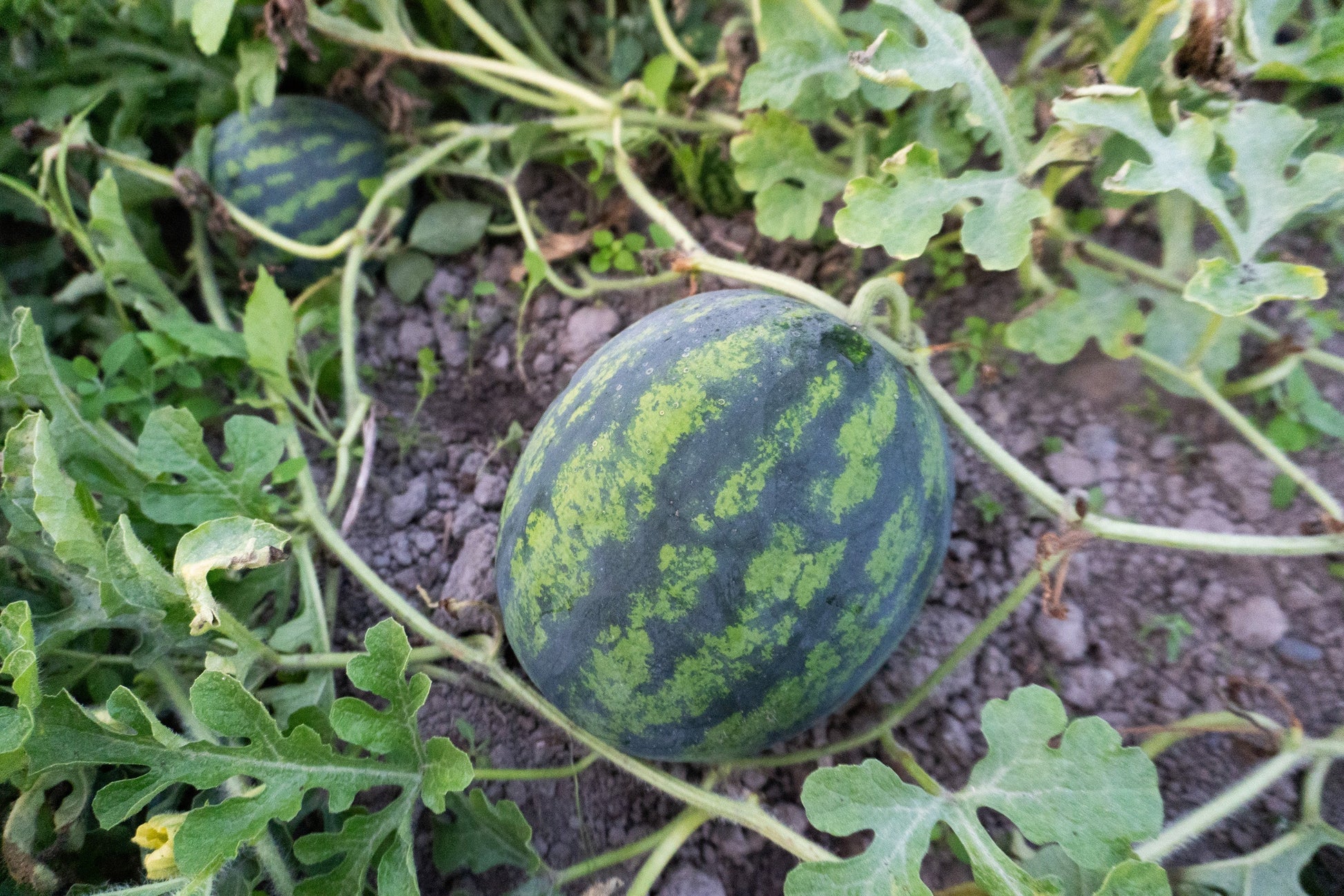 Mighty Mini Mike F1 Gardeners Fruit – High Yielding Sweet Watermelon Delight 5