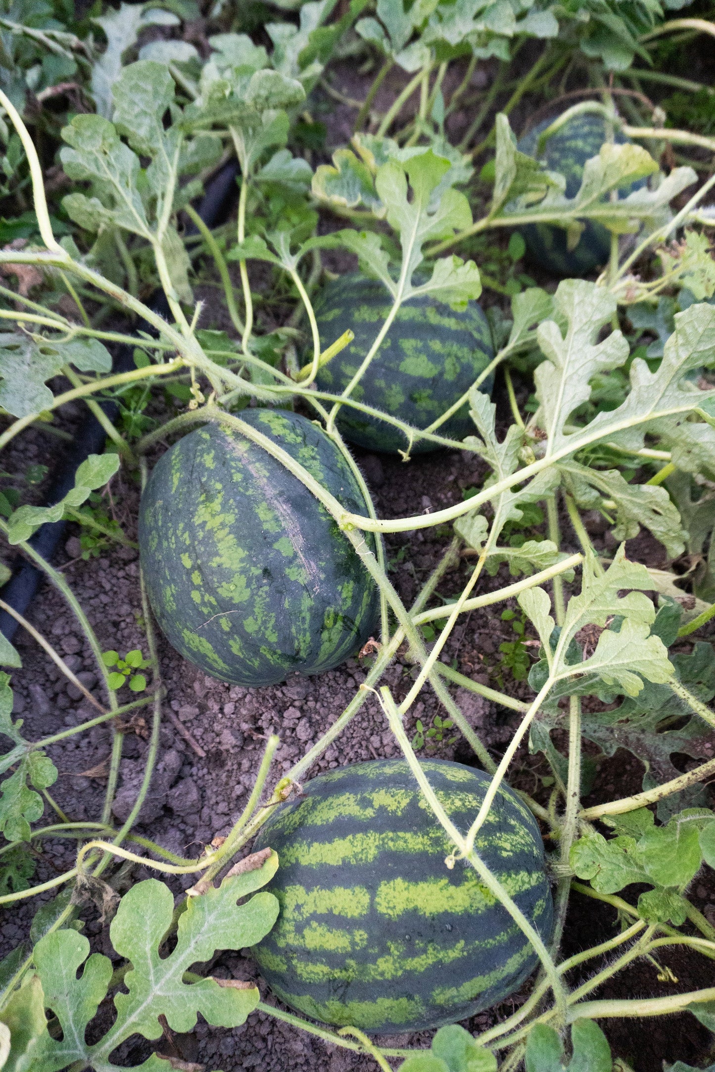 Mighty Mini Mike F1 Gardeners Fruit – High Yielding Sweet Watermelon Delight 6
