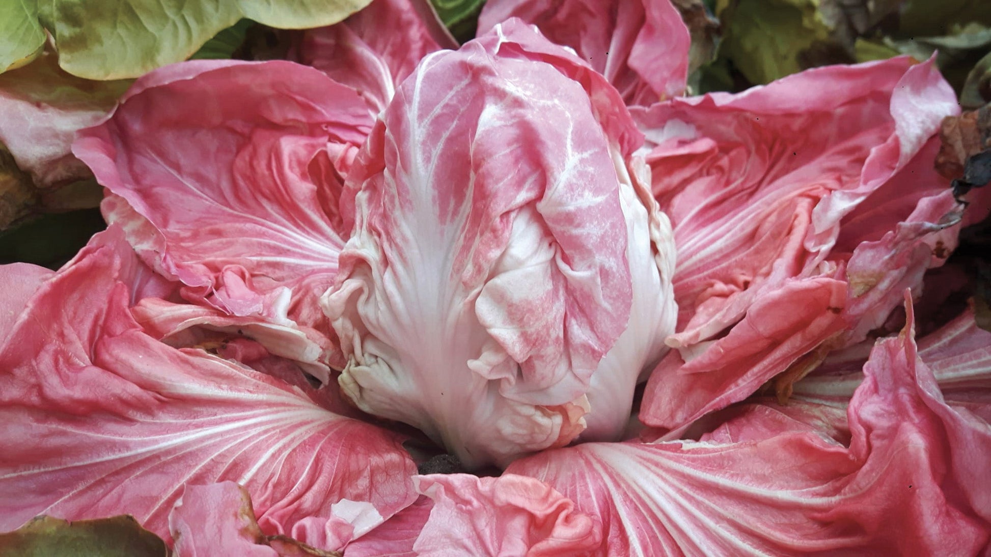 Mighty Monterosa Vegetable Seeds – Vibrant Pink Radicchio for Cold Hardy Harvests 0