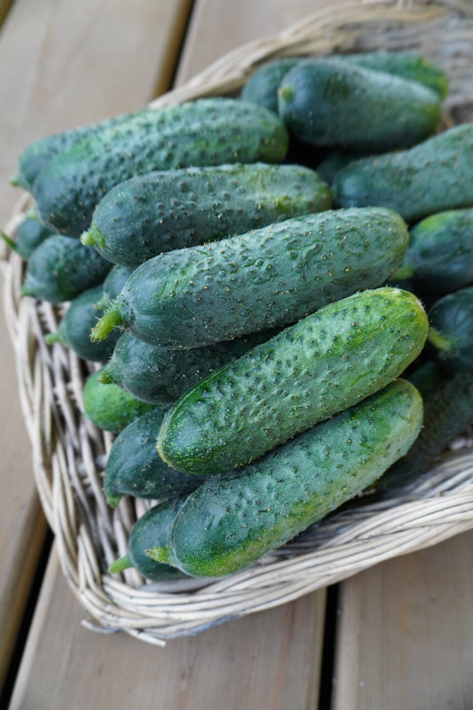 Mighty Mother F1 Cucumber – High-Quality Pickling Variety for Home Gardens 0