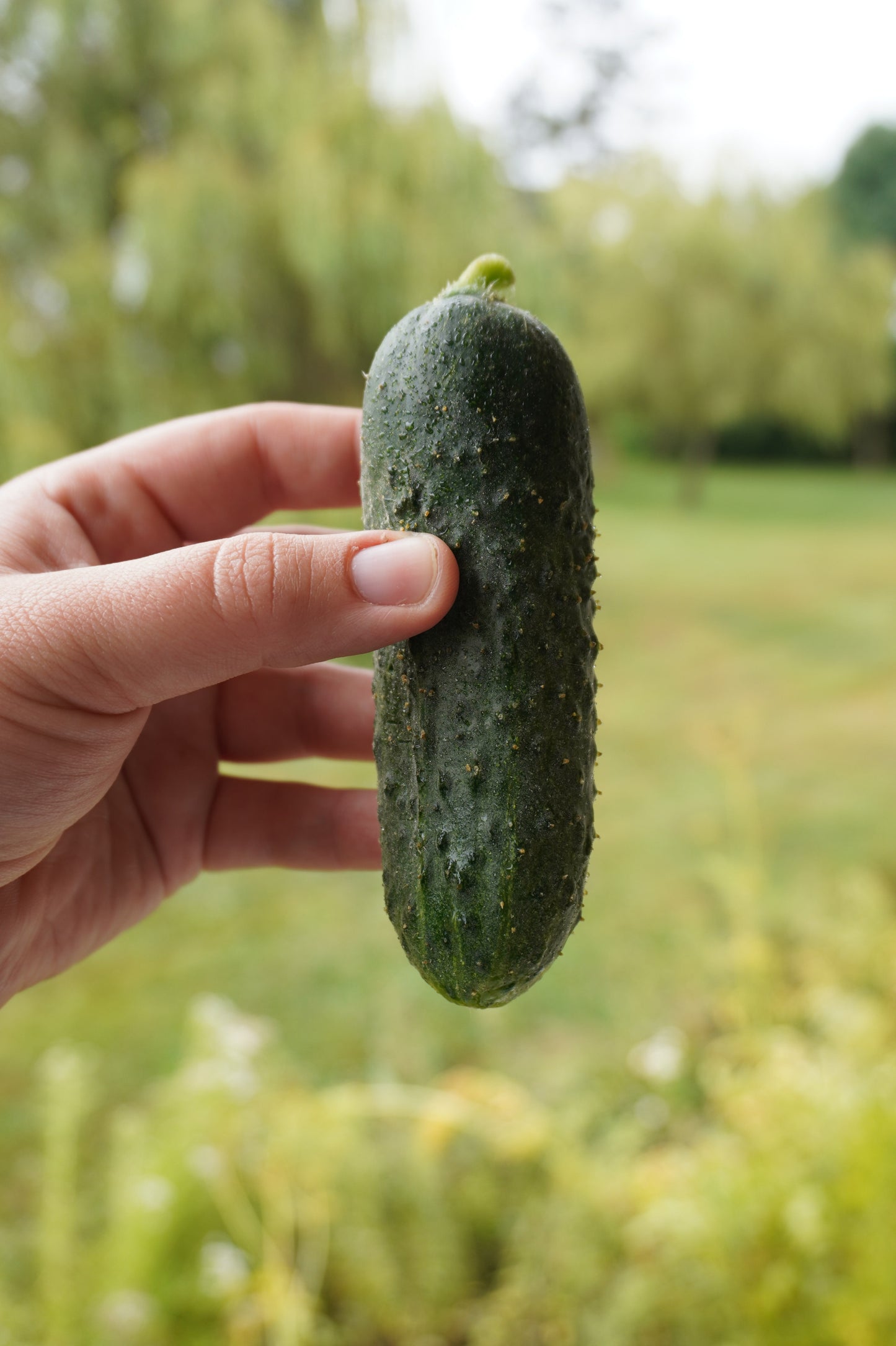 Mighty Mother F1 Cucumber – High-Quality Pickling Variety for Home Gardens 1