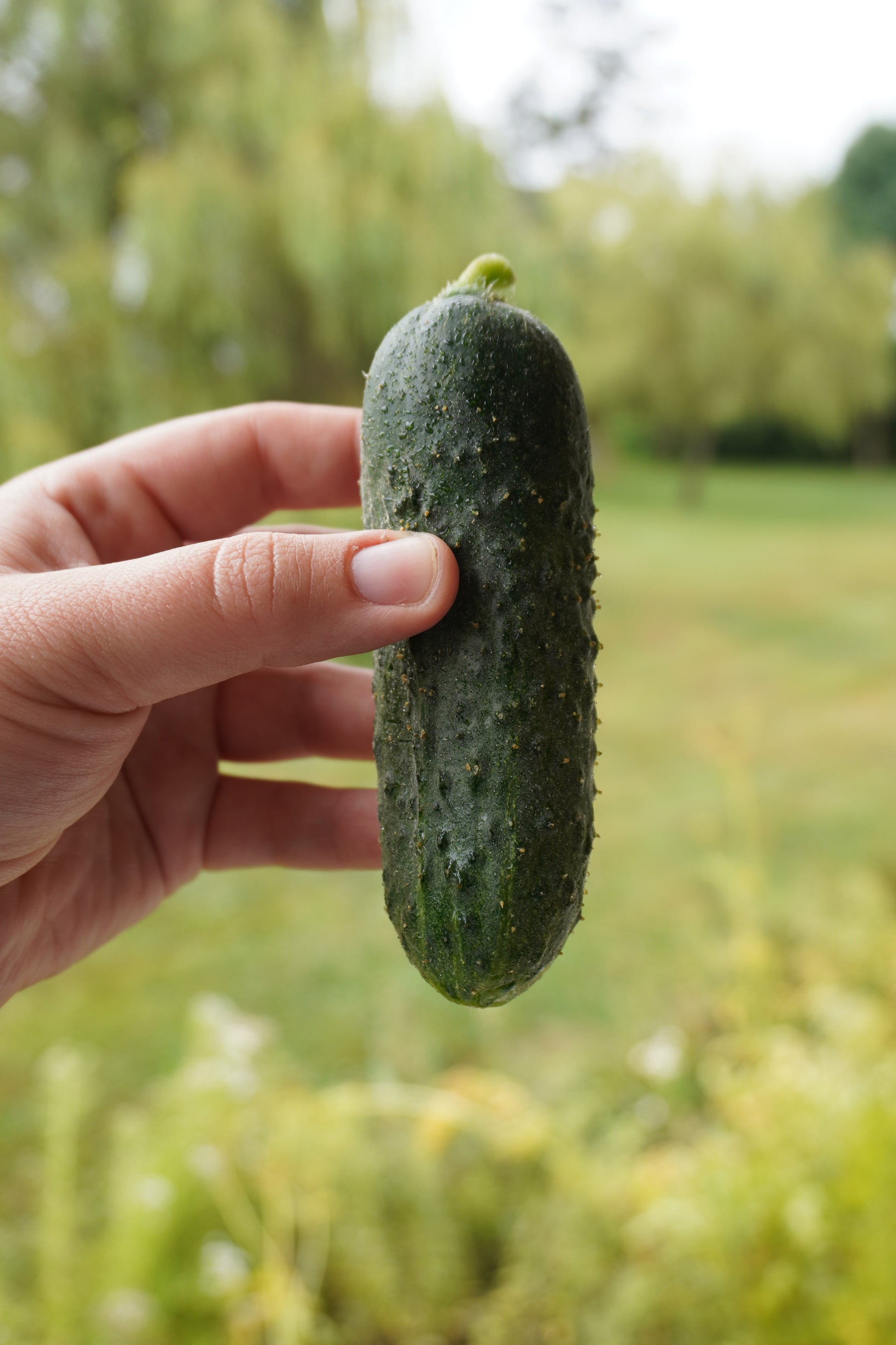 Mighty Mother F1 Cucumber – High-Quality Pickling Variety for Home Gardens 1