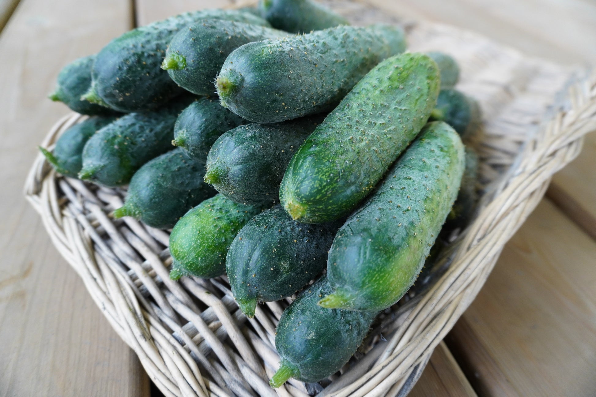 Mighty Mother F1 Cucumber – High-Quality Pickling Variety for Home Gardens 2