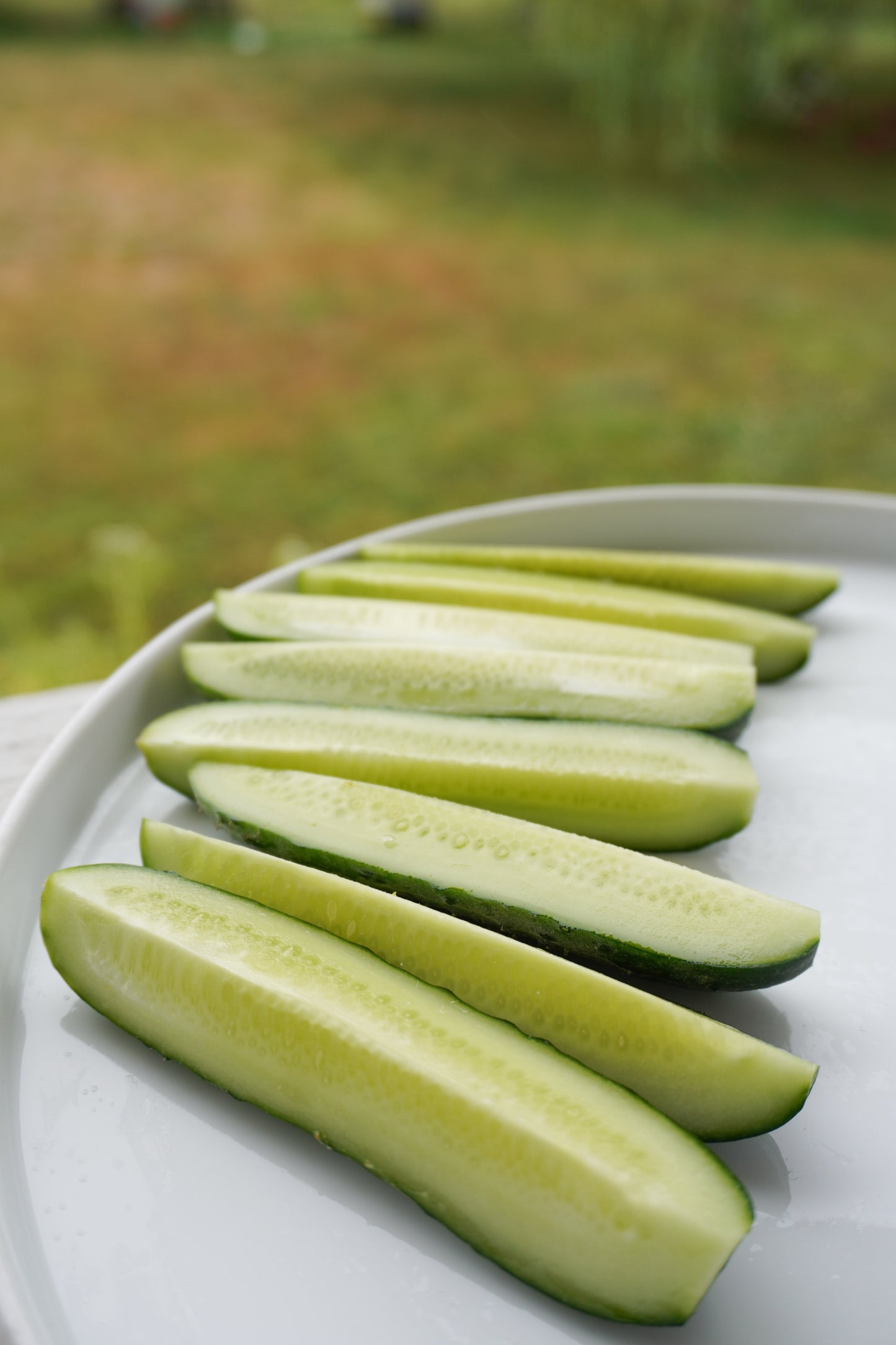 Mighty Mother F1 Cucumber – High-Quality Pickling Variety for Home Gardens 3